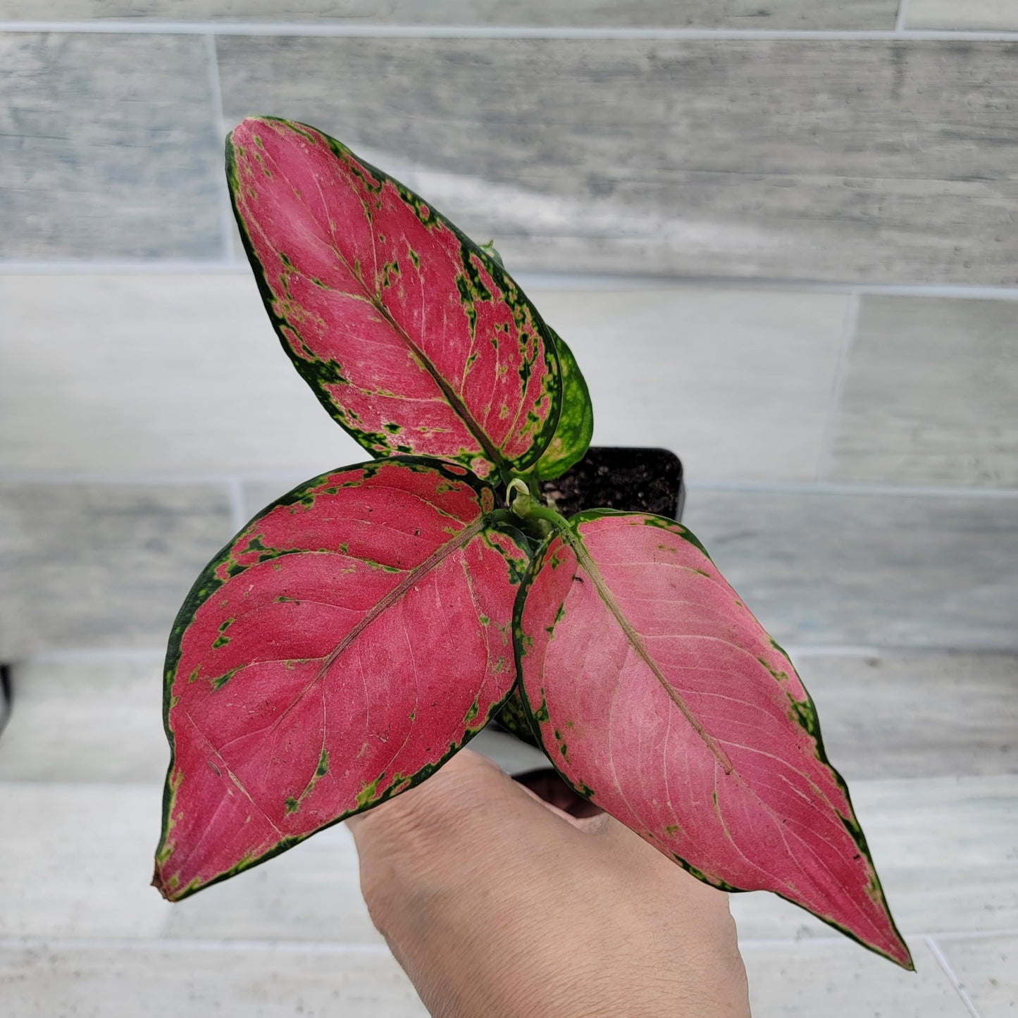 Aglaonema Wishes Pink Lady Valentine, Chinese Evergreen Live Rare House Plants All Plants are Fully Rooted Plants in 4 inch Pot by 3exoticgreen