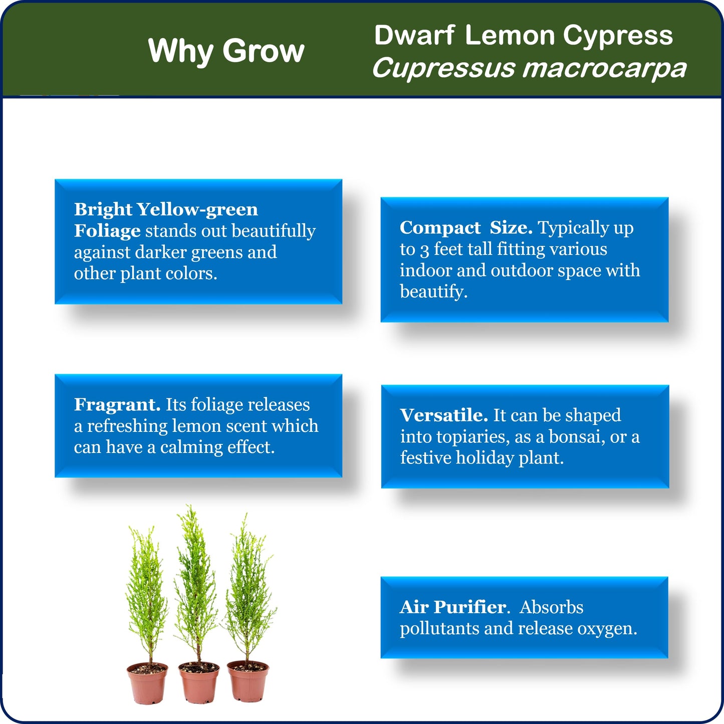 3-PK Live Dwarf Lemon Cypress, Cupressus macrocarpa ‘Goldcrest Wilma,’ Live Indoor Tree, Houseplant, Garden Plant, Fragrant Plant, 2.5-in Pot