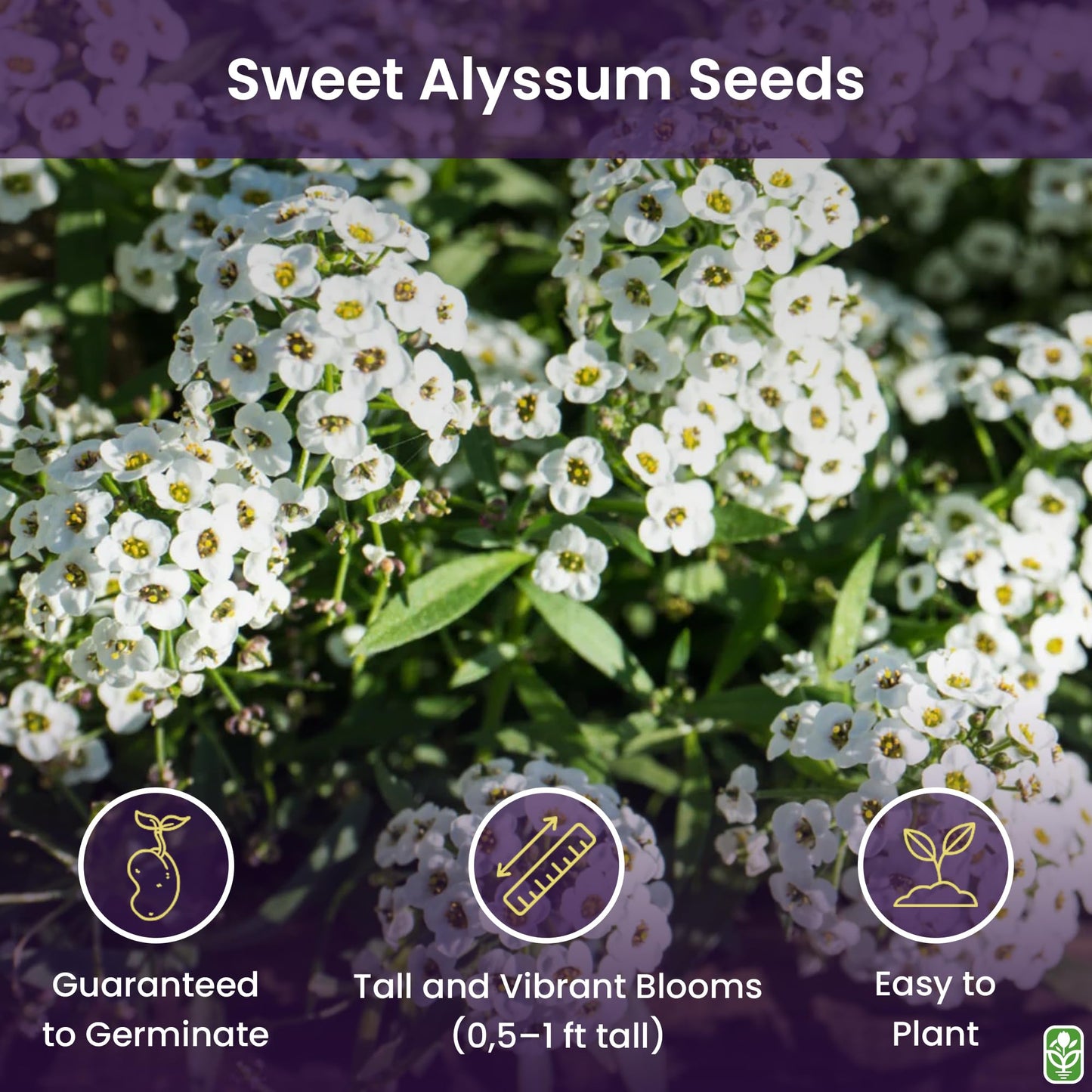 8000 Sweet Alyssum Seeds - Carpet of Snow - Great Ground Cover