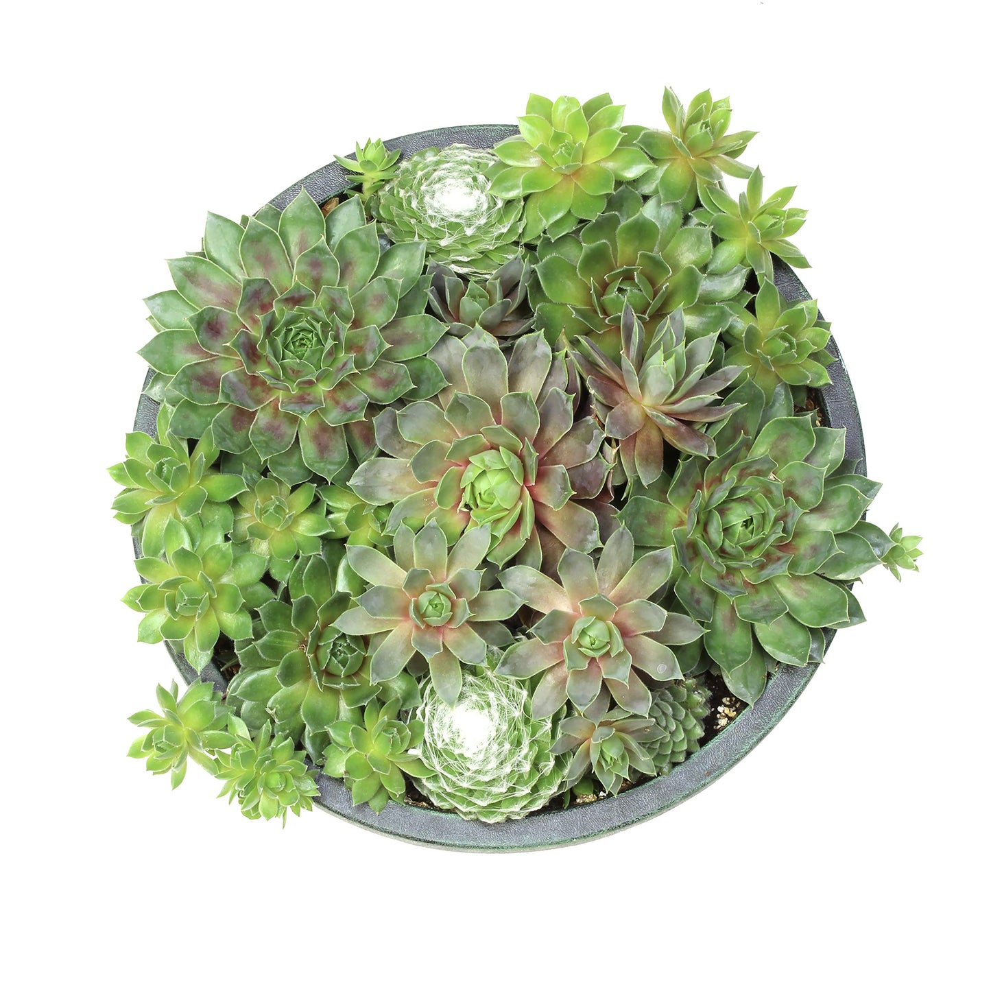 Live Sempervivum Hens and Chicks Succulent Bowl with Mini Plants, Decorative Ceramic Planter by Plants for Pets