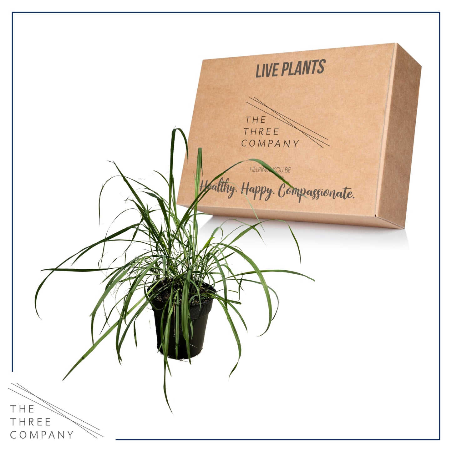 Live Healthy Lemongrass - Wards Off Pests - Natural Mosquito Repellant - 10" Tall by 5" Wide in 1.5 Quart Pot
