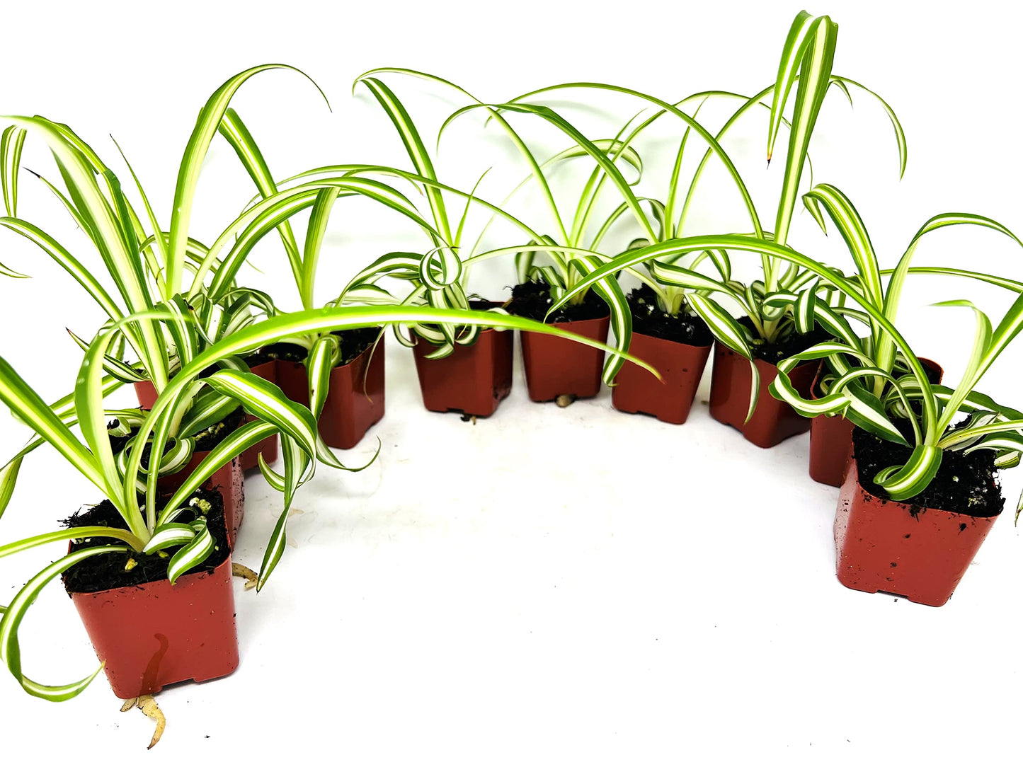 Ocean Spider Collection 8 Plants 2" Starter pots -Easy to Care -Easy to propogate