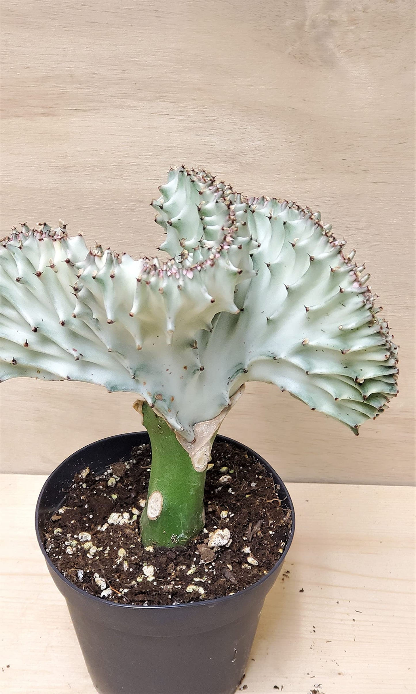 Euphorbia Lactea Cristata aka Coral Cactus in White Live Rare House Plants (All Plants are Fully Rooted Plants!) in 4" Pot by 3exoticgreen