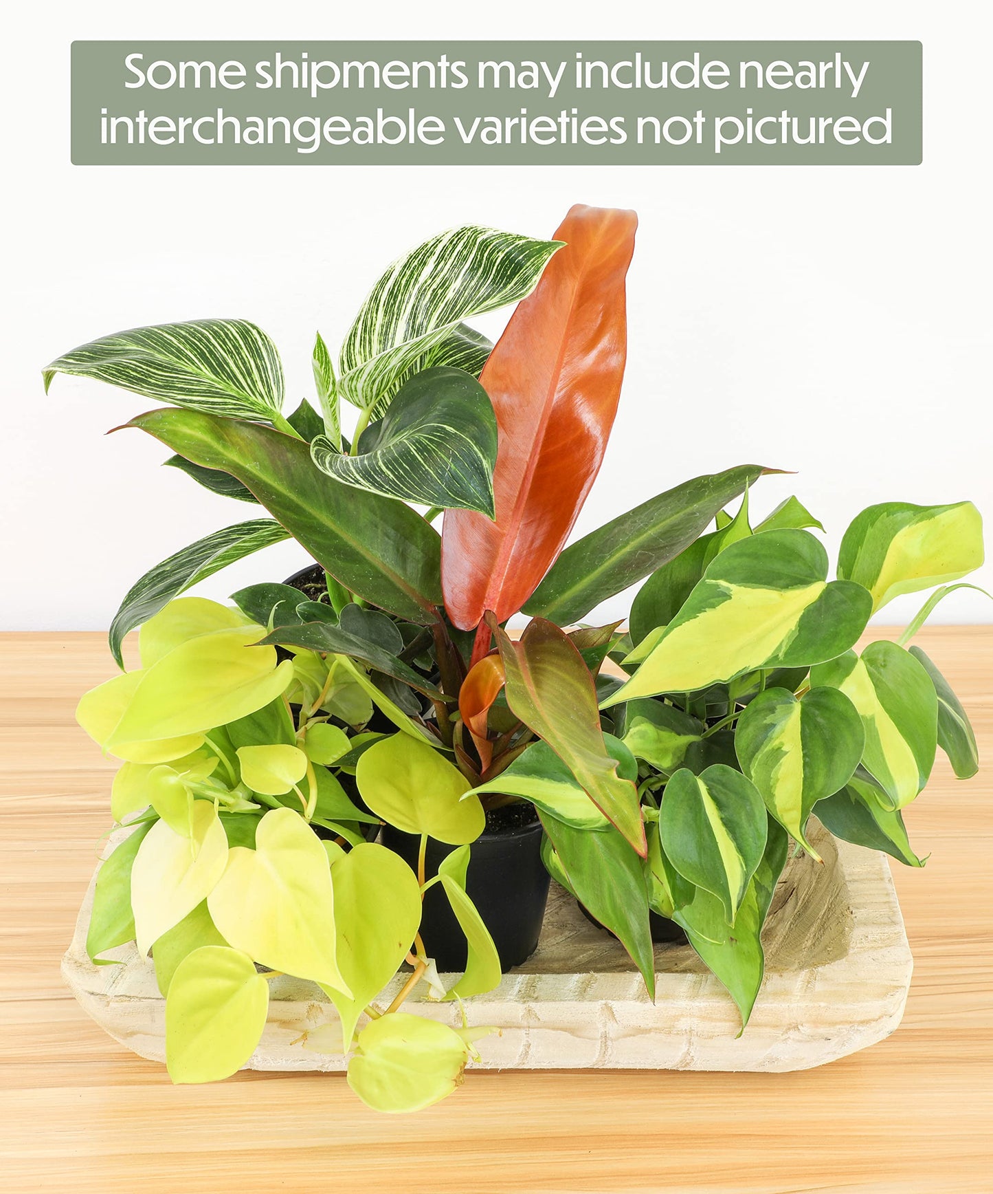 Real Philodendron Plant Variety Pack (Includes 4 Live Plants) in 4.25" Grower Pots, Easy to Grow Air Purifying Philodendrons, Seasonal Surprise Box, Easy & Popular Houseplants by Plants for Pets