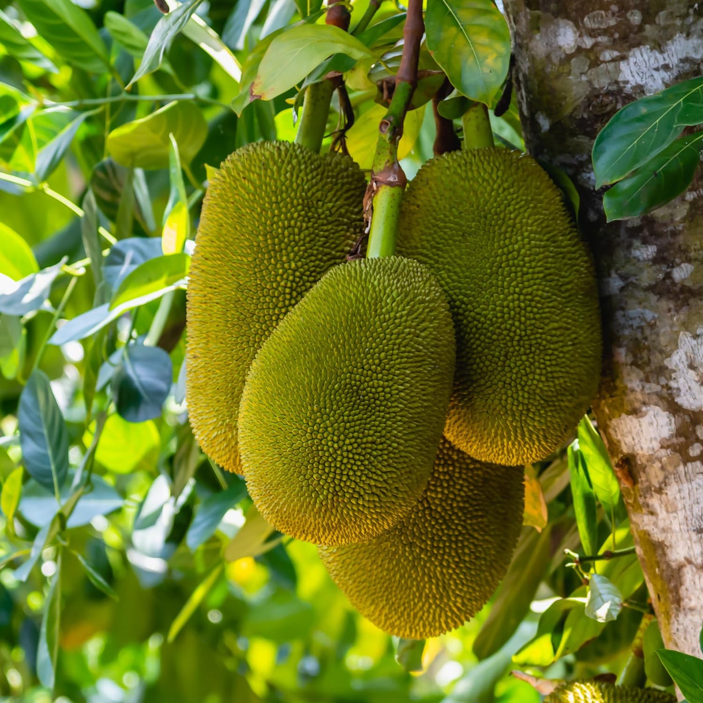 15 Jackfruit Seeds for Planting Home Garden, Tropical Jackfruit Tree Seeds to Grow