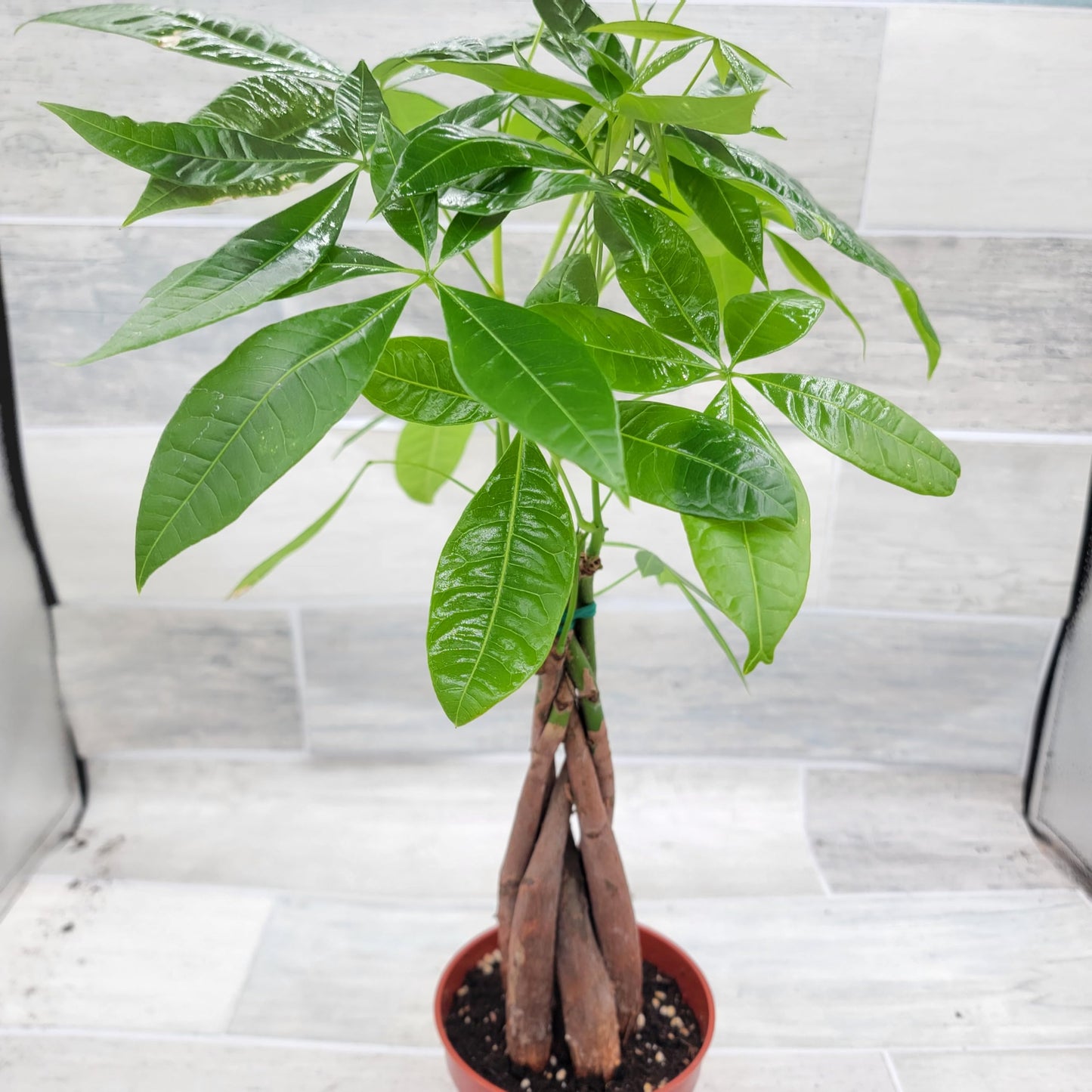 Money Tree Plant aka Pachira aquatica Live Rare Exotic Tropical Indoor House Plants in 4 inch Nursery Plant Pot Housewarming Gift Decoration for Home and Office by 3exoticgreen