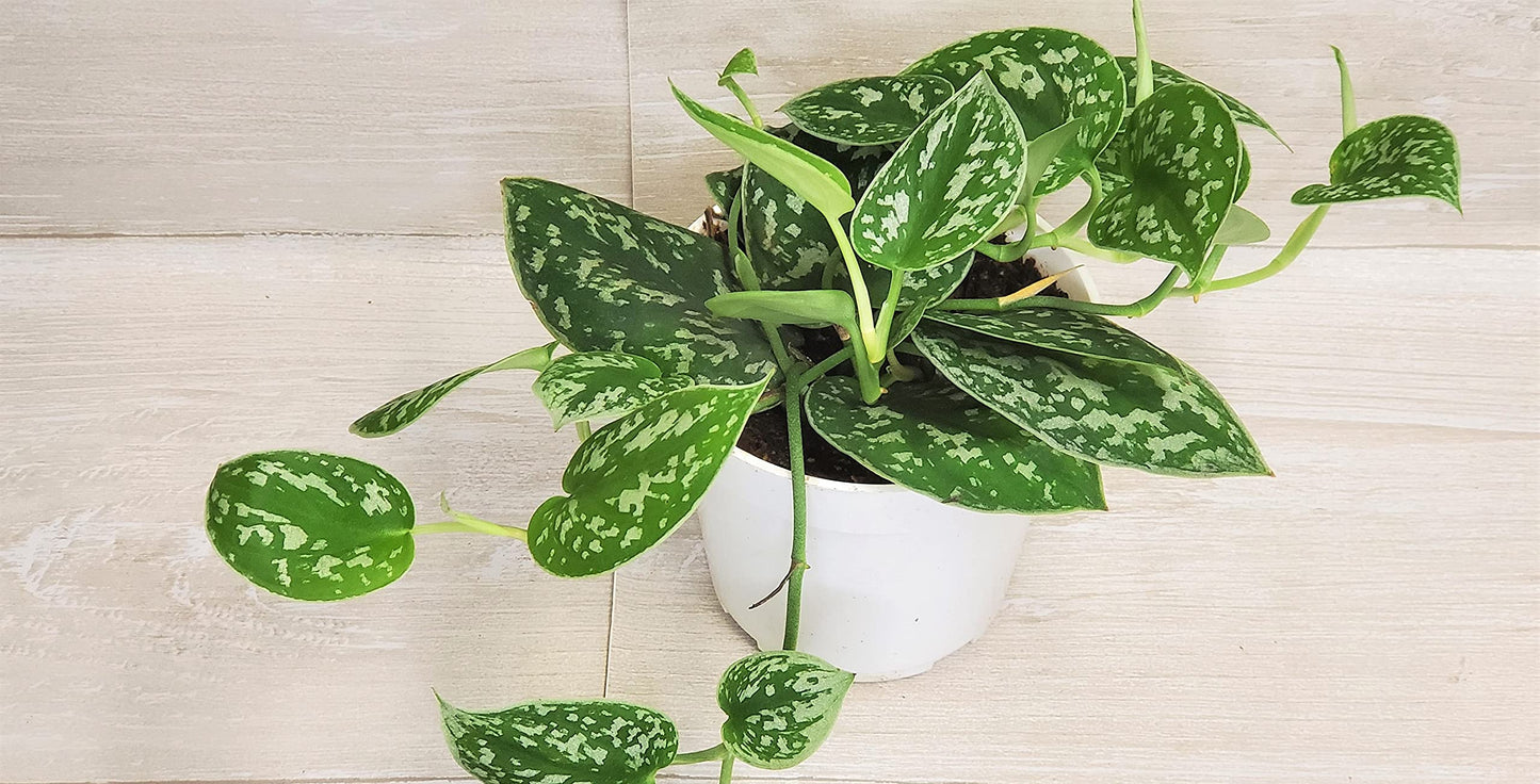 Scindapsus Pictus Argyraeus ‘Silver Satin Pothos’ - Live Indoor Plants in 4" Pot, Elegant Houseplants for Home Decor | Plants Live Houseplants by 3exoticgreen