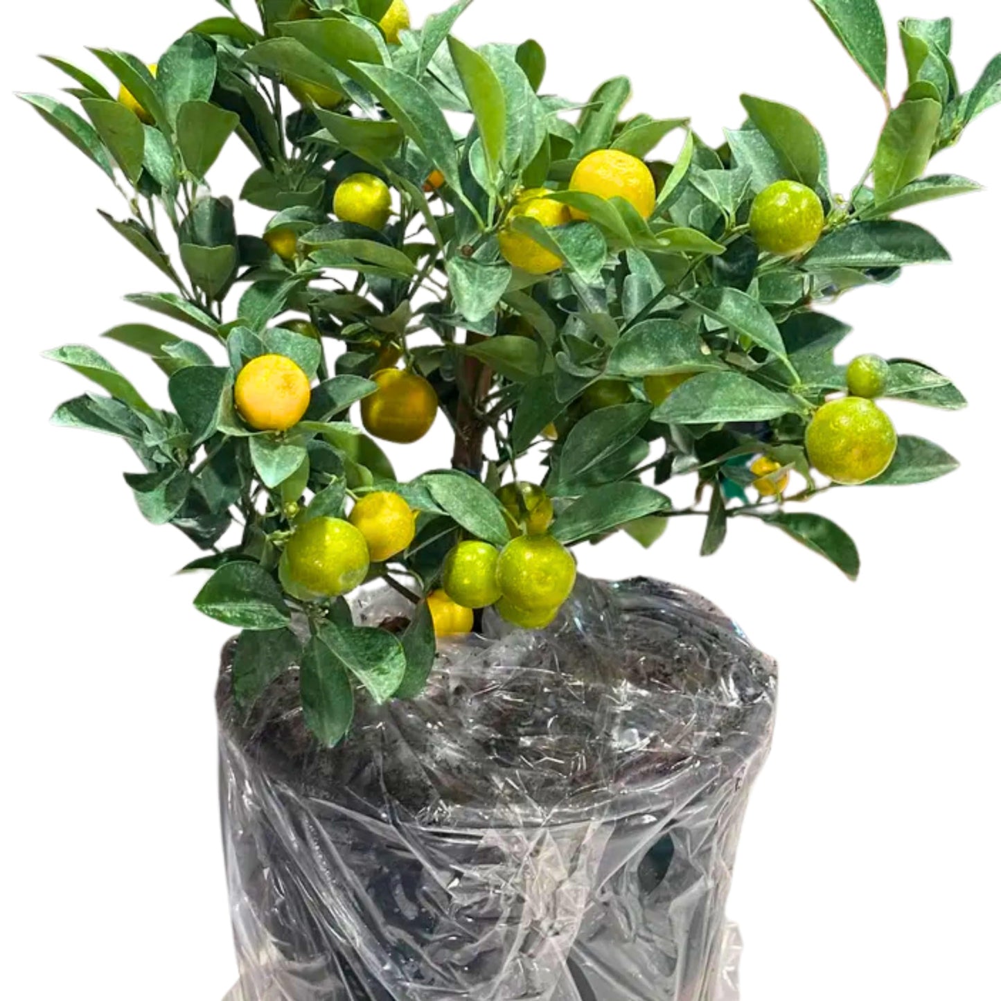 1 Live Citrus Plant, 16 to 24 inches Tall, 1 Gallon Pot, Fragant Smell with Blooming Flowers or Fruits - Cannot Ship to CA, TX, AZ, LA, HI (Calamondin)