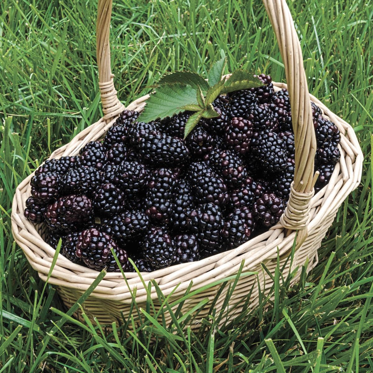 Direct Gardening Ouachita BlackBerry Bush Dormant Bare Root Fruit Bearing Starter Plant - Can't Ship to FL, MA, or SC