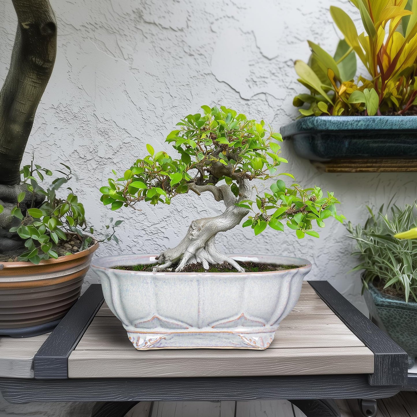 Teagas 11 Inch Bonsai Pots - Ceramic Bonsai Planters for Indoor Outdoor Plants, Succulent Pots with Drainage Hole, Shallow Planter, Decorative Flower Pot, Home Decor, House Warming Gifts, Oval Grey