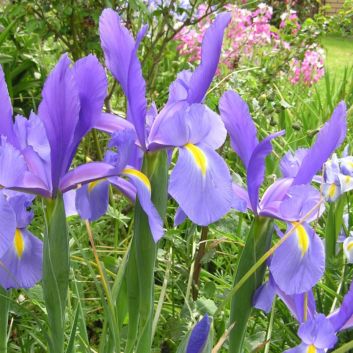 Colorful Mixed Dutch Iris Flowers - 45 Bulbs - Beautiful, Bright, Blue, Purple, Yellow, White Flowers - Spring Blooming Perennials Perfect for Gardens - Attracts Butterflies, Bees & Hummingbirds