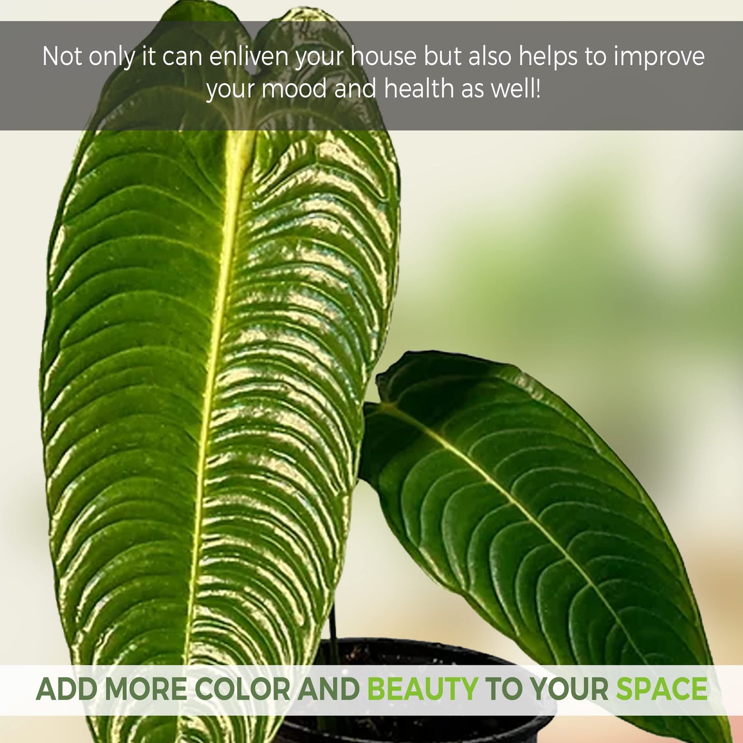 LEAL PLANTS ECUADOR Anthurium Veitchii |Green Live House Plant for Indoor| Anthuriums Live Exotic Houseplants|Anthurium Exotic Houseplants| Unique Gift for Plant Lovers