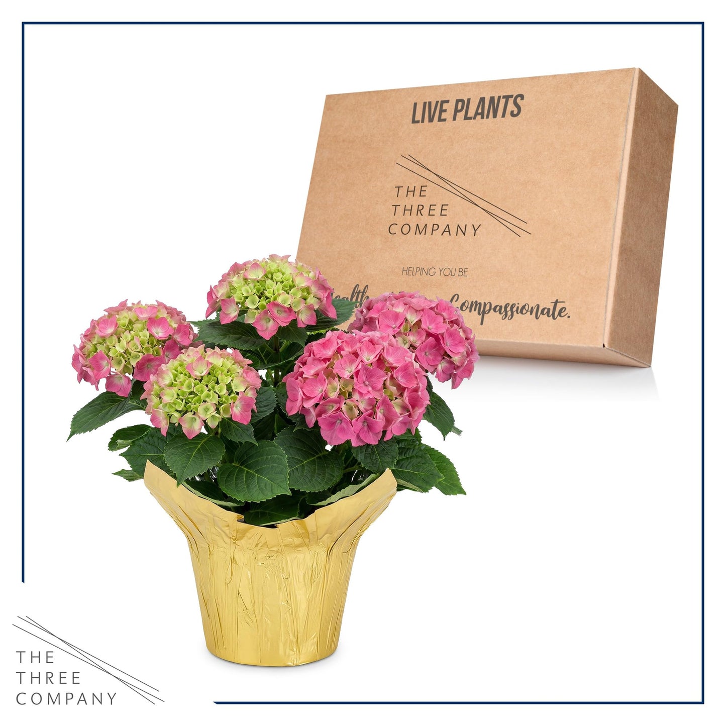 Live Flowering Hydrangea - Shades of Pink, 3+ Beautiful Blooms, 1.5 Qt Pot with Deco Cover, 12" Tall by 8" Wide