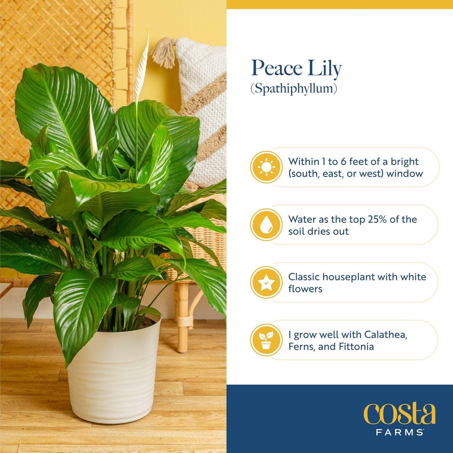 Costa Farms Peace Lily Live Plant in Decorative Pot, Air Purifying Flowering Indoor Houseplant, Perfect for Home, Room, or Office Decor, Great House Warming or Birthday Gift, 14-24 Inches Tall