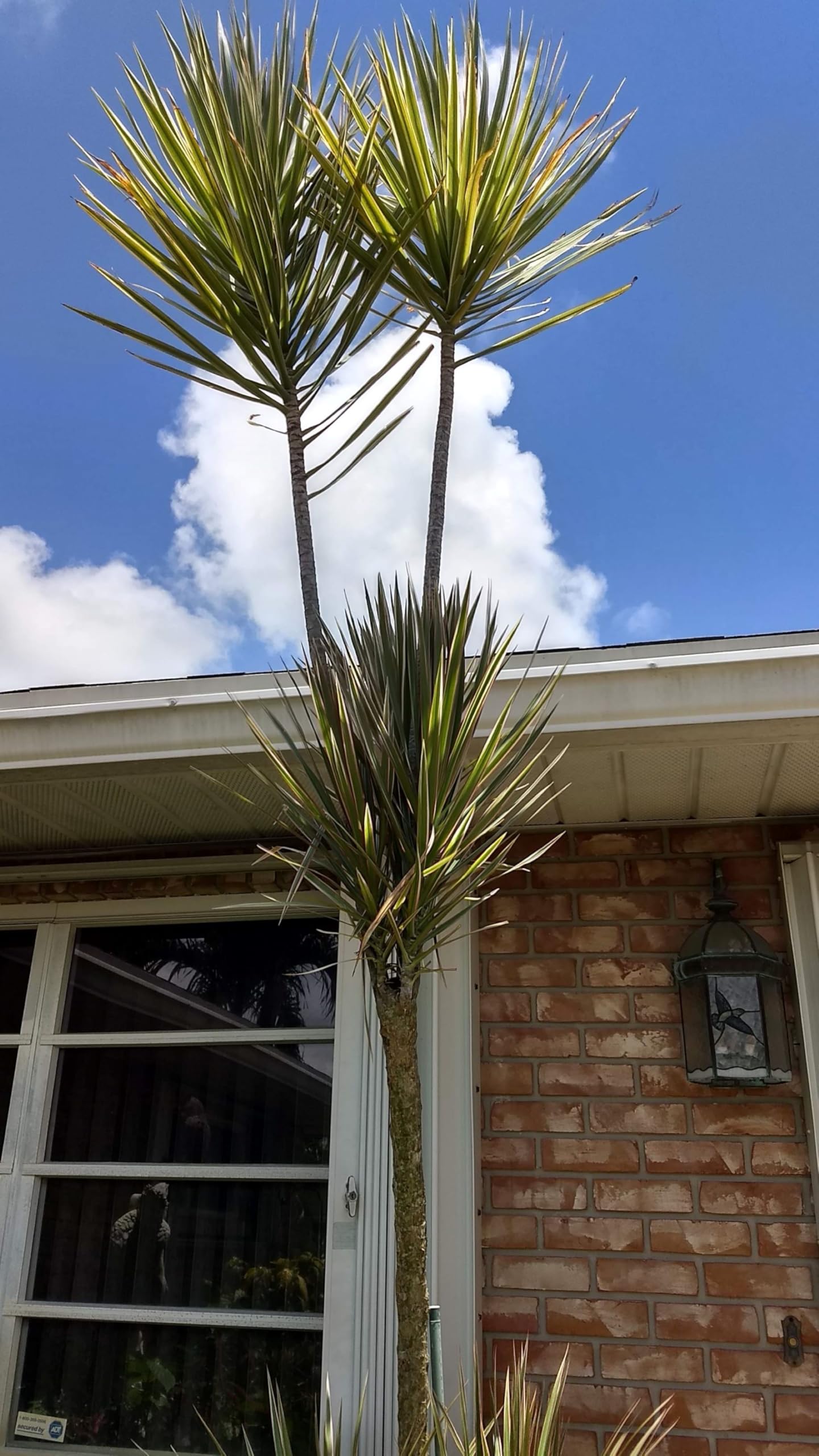 Madagascar Dragon Tree Green/Red Bi‑Color Live 12" Rooted Houseplant – Easy Indoor Air‑Purifying