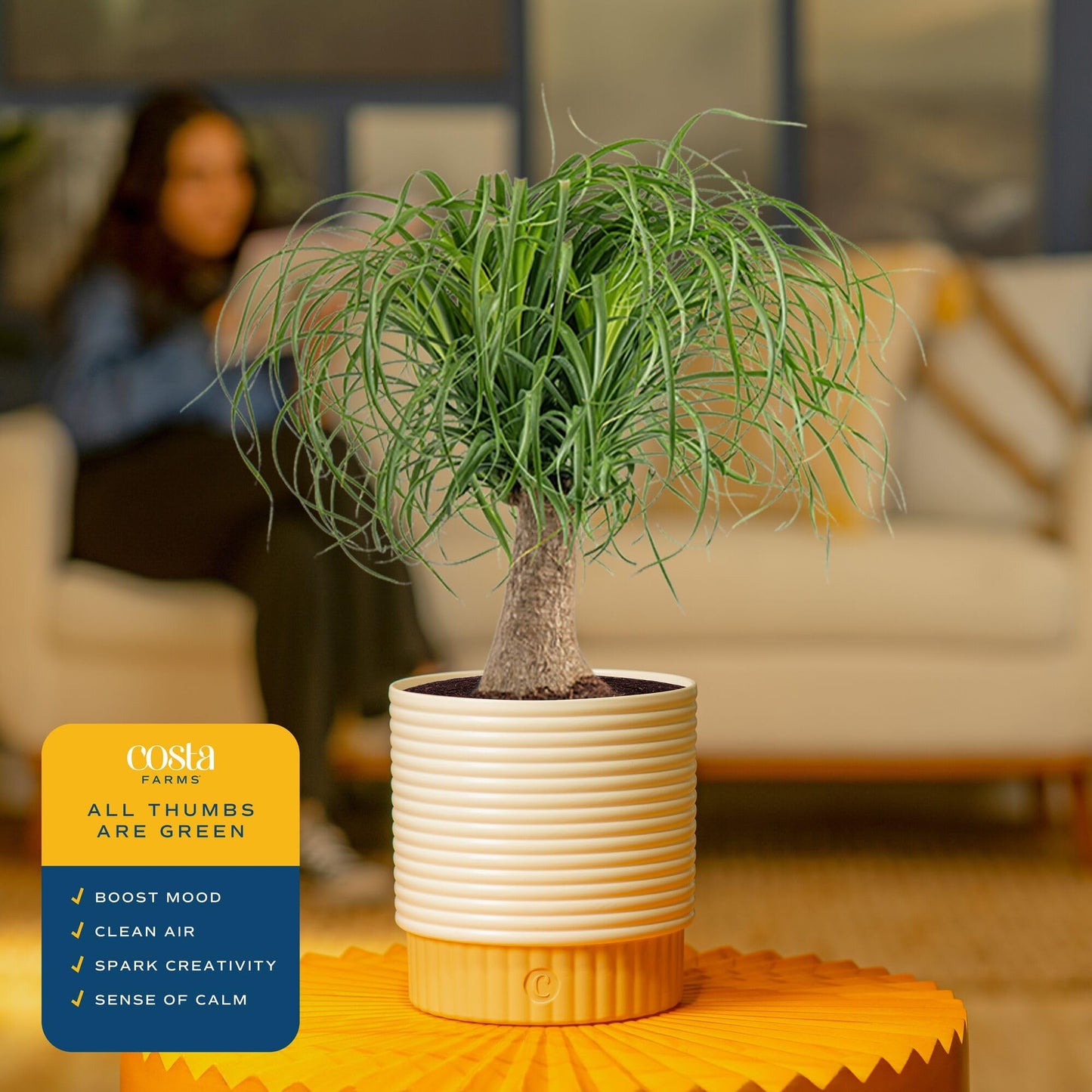 Costa Farms Ponytail Palm Live Plant in Decorative Pot, Easy to Maintain Indoor Houseplant, Perfect for Home, Room, or Office Decor, Great House Warming or Birthday Gift, 12-24 Inches Tall