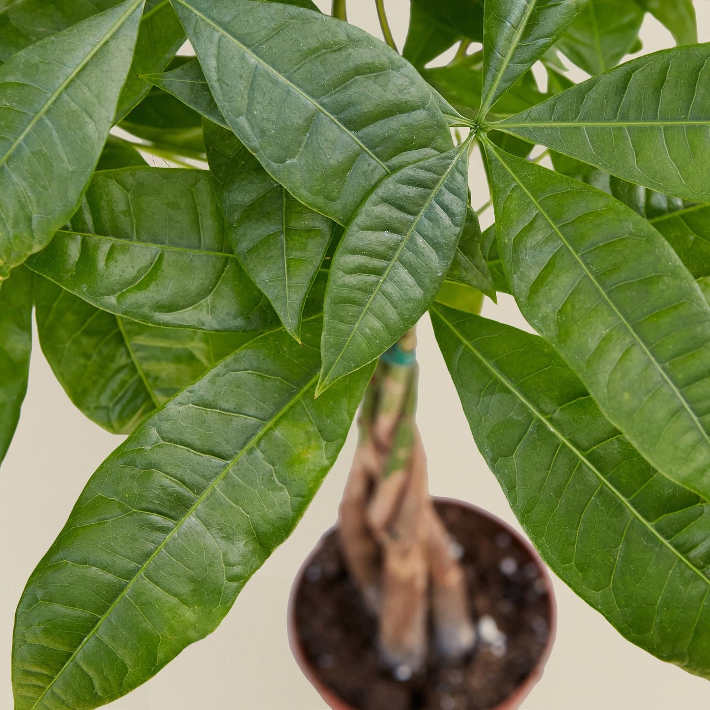Money Tree 'Guiana Chestnut' Pachira Braid | Live Plant for Indoor & Outdoor | for Living Room, Office, Bathroom | (4" Pot)