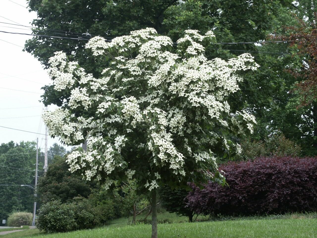 Live Plant - Kousa Japanese Dogwood Tree - 24-36" Tall Live Plant - Potted - Cornus kousa
