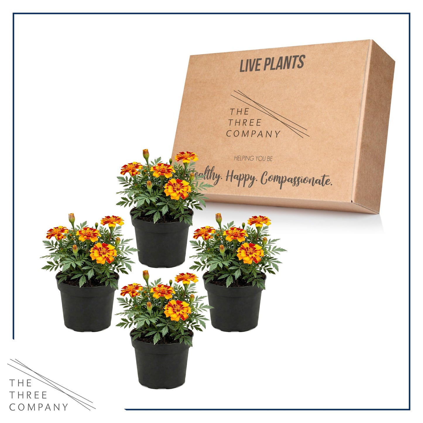Live Flowering Marigold - Durango Bolero (4 Per Pack), Beautiful Spring Color, 8" Tall by 4" Wide in 1 Pt Pot