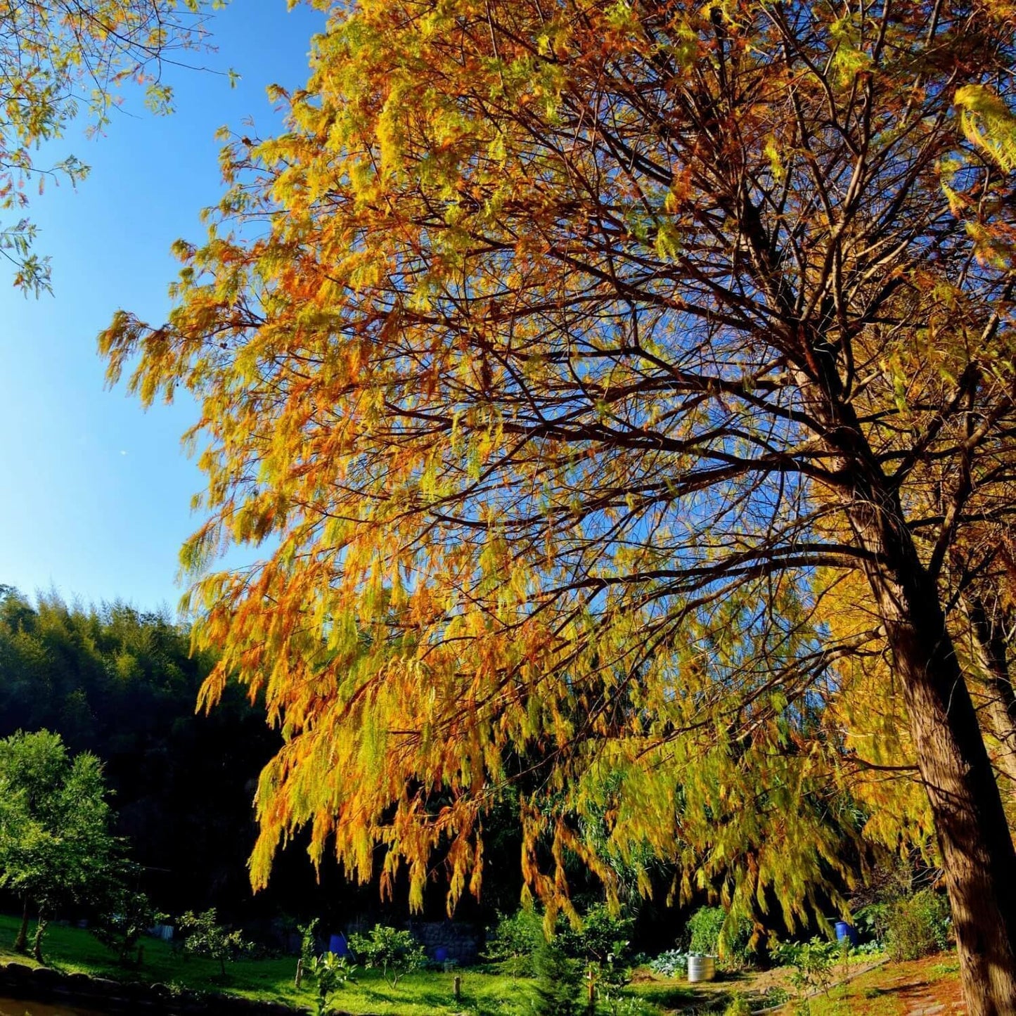 Live Plant - 5 Bald Cypress Trees - 12-24" Tall Seedlings - Live Plants - Taxodium distichum