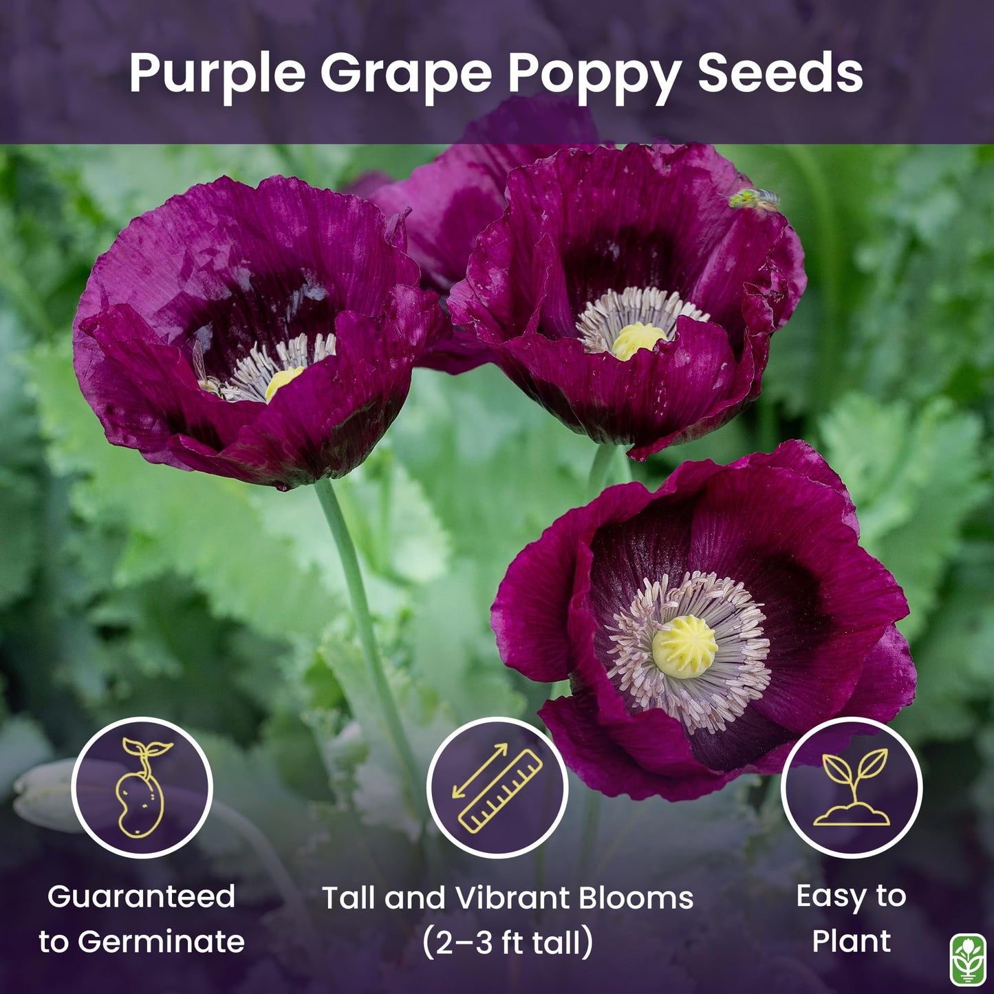 Purple Grape Poppy Seeds - Tall Poppy with Black Markings - 3000 Seeds