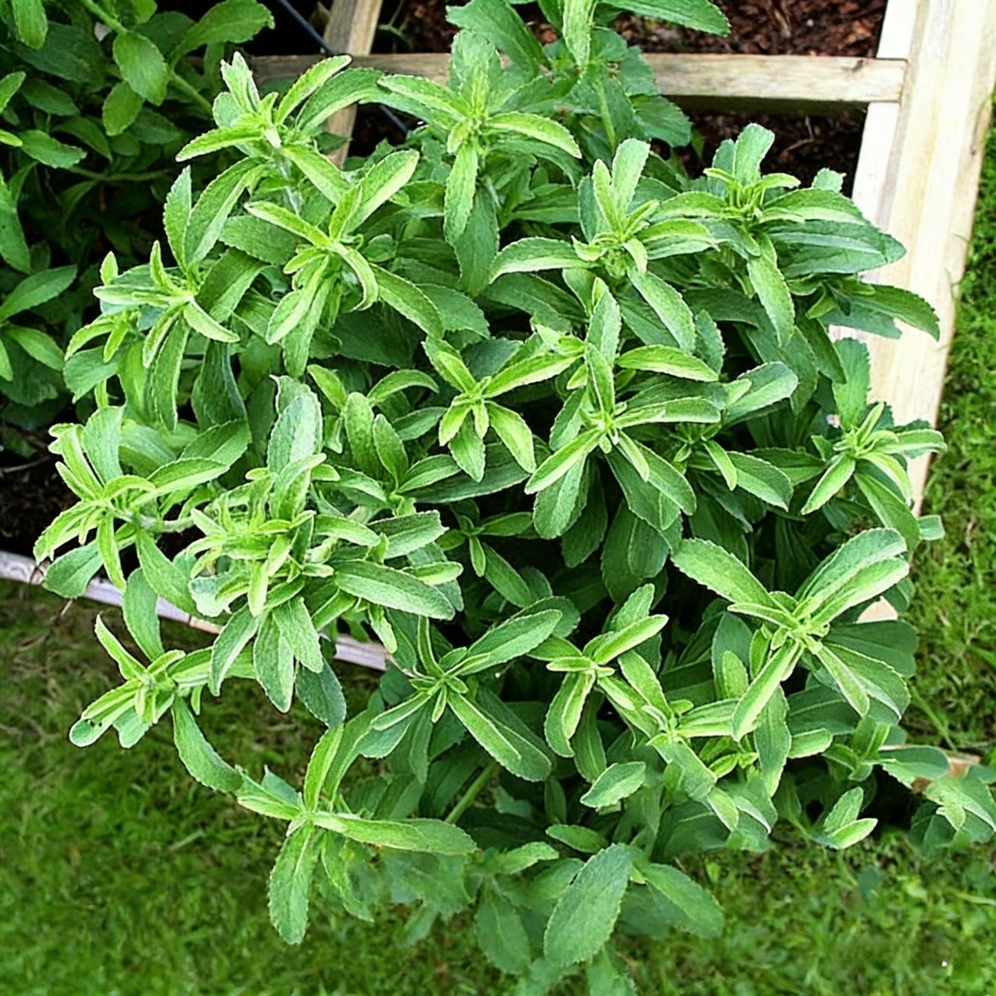 150+ Stevia Sweetleaf Seeds for Planting, Sugar Leaf Stevia Plant Seeds, Natural Sweetener Herb Seeds, Perennial Plant for Home Garden, Container, Tea & Sugar-Free Recipes, Non-GMO