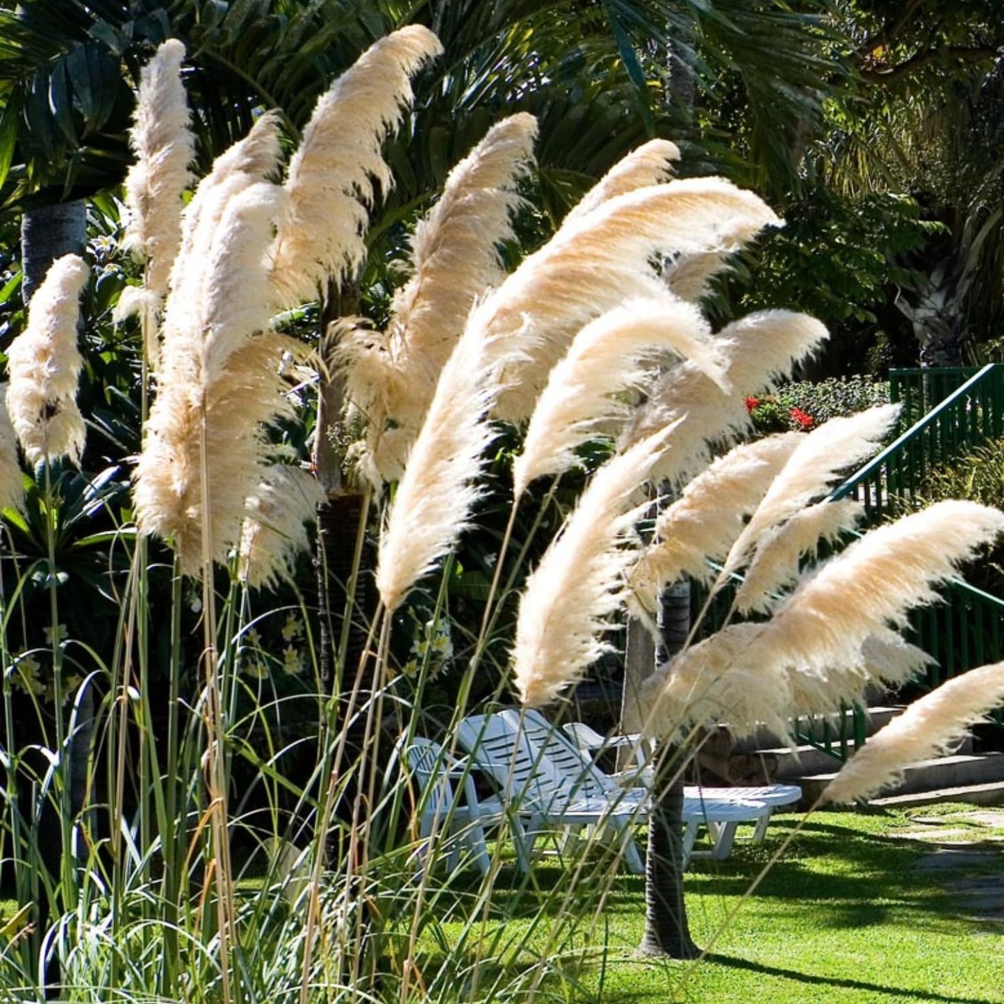 2 White Pampas Grass Plants Live, 5-9 Inch Tall, Ornamental Grass Live Plants for Outdoor Landscaping