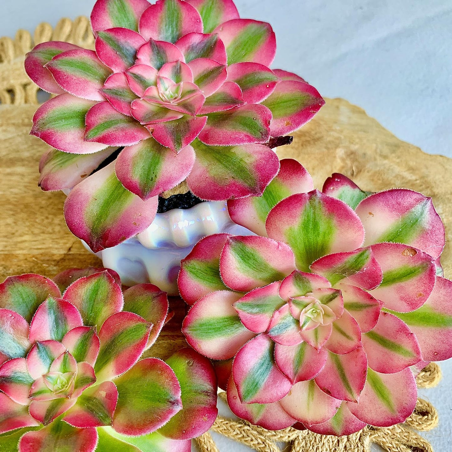FWPP Succulents Plants Live Echeveria Perle von Nürnberg,Mini Succulents Red 3 inches Mini Succulents,Bare Root Without Pot,Succulent Plant Live Decoration Plant Gifts