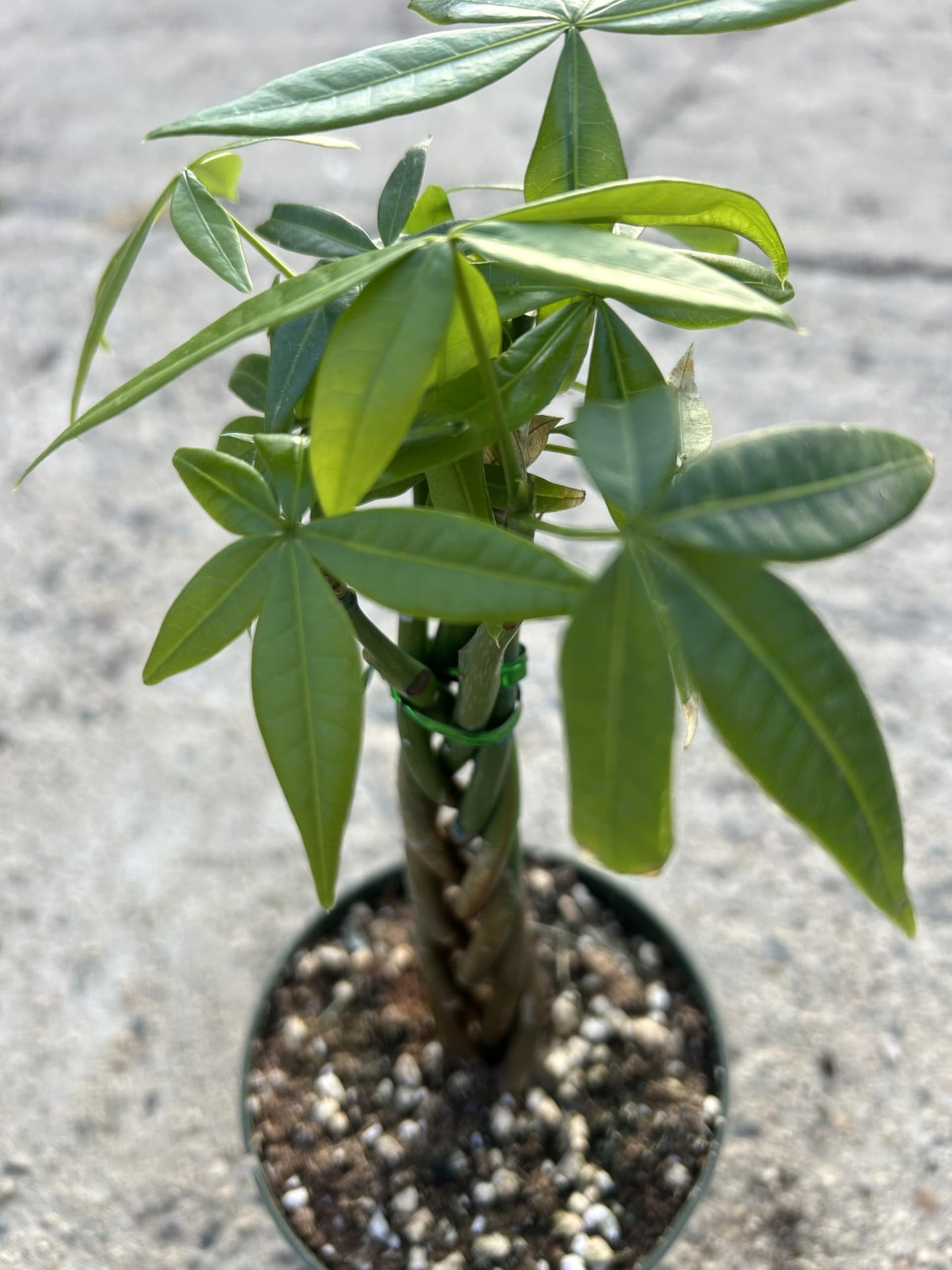 Live Money Tree Plant, 5 Braided Pachira Aquatica in 4 Inch Pot, Indoor Green Plant with Soil, Low Water Requirements, Bright Indirect Light
