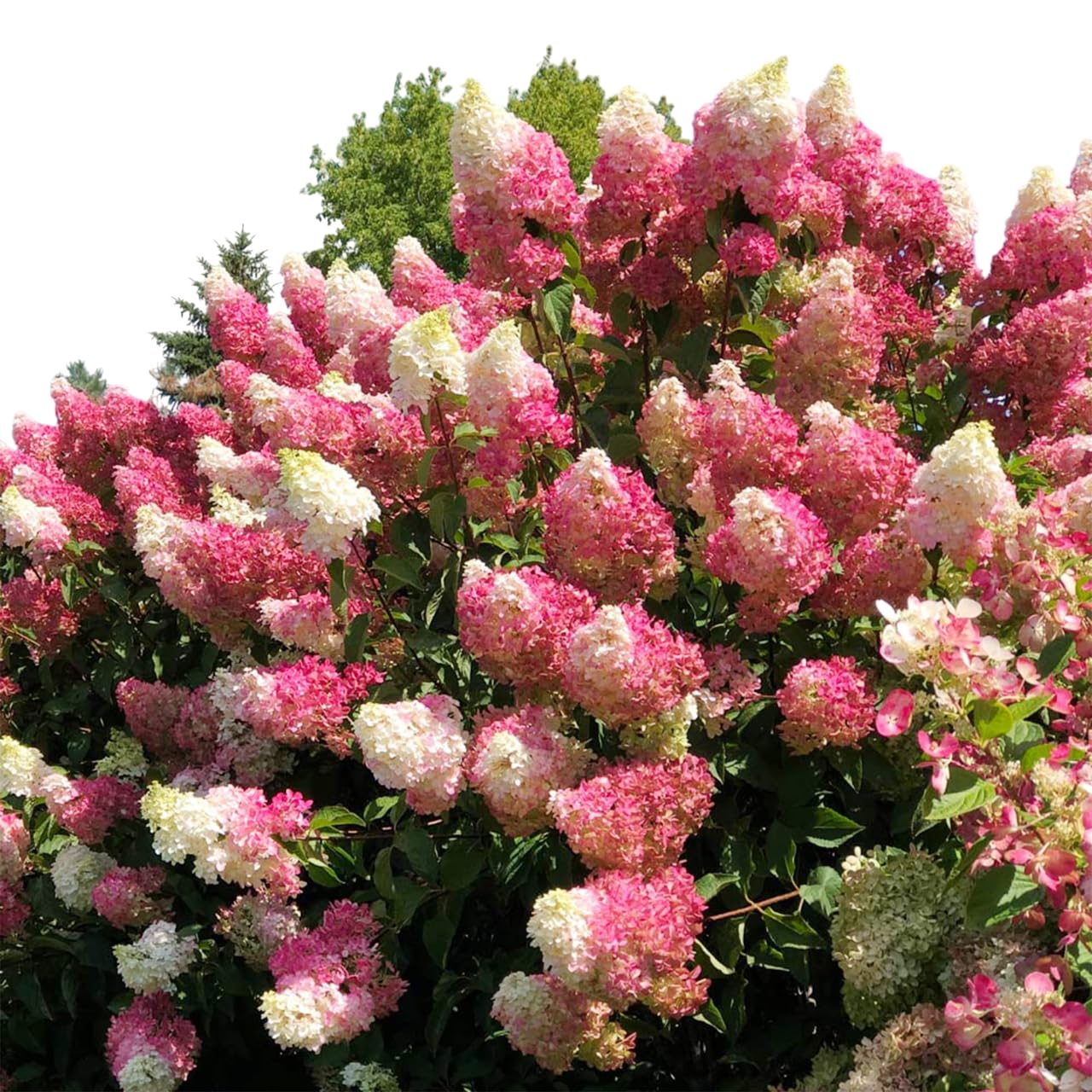Vanilla Strawberry Hydrangea Tree – Live Flowering Shrub, Hardy Hydrangea Bush with Large Pink & White Blooms, Easy to Grow Ornamental Plant for Garden & Landscape (1 Gallon/Potted/Set of 2 Plants)