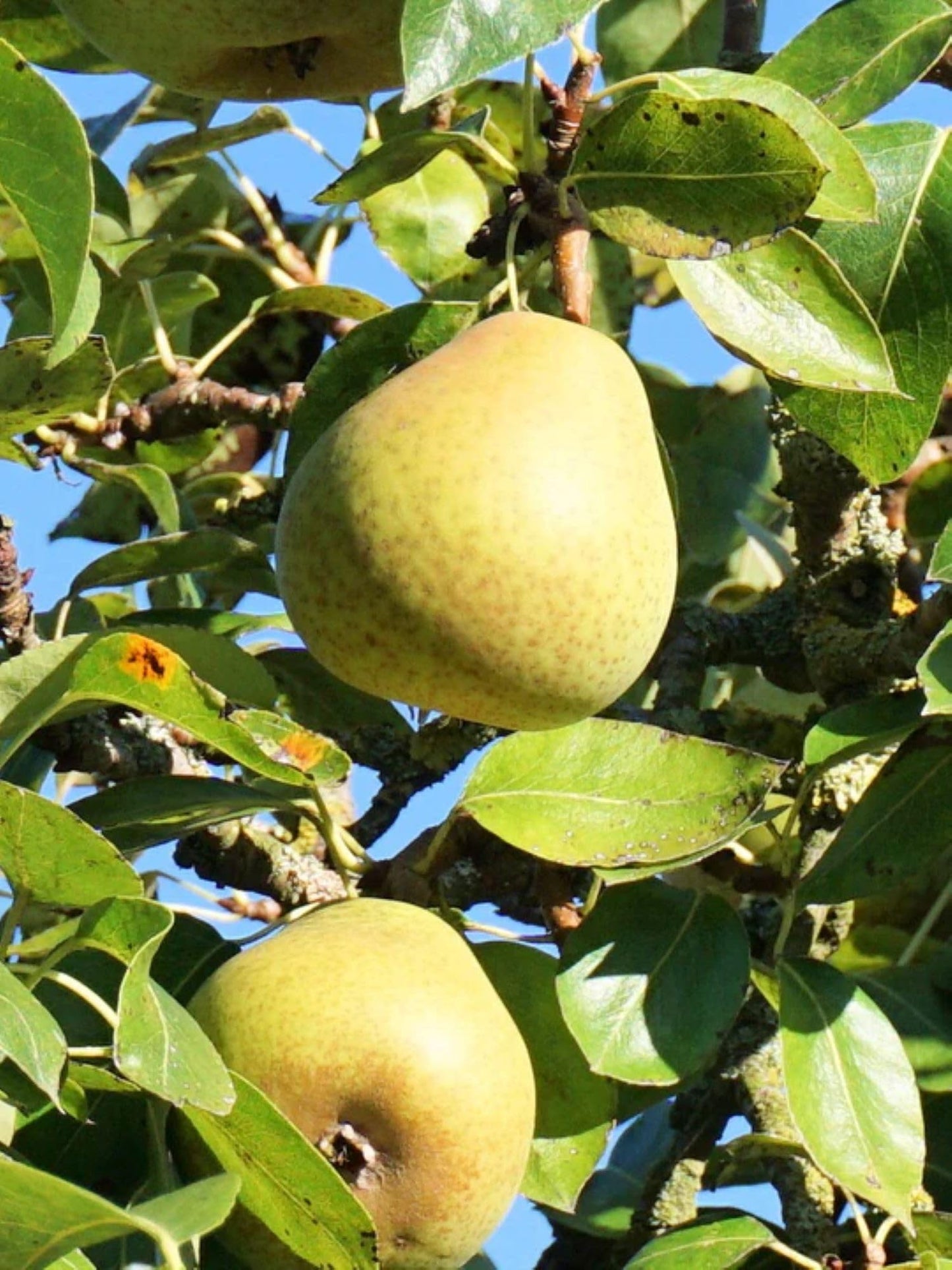 American Plant Exchange Hood Pear Tree, Live 1-Gallon Pot, Large Greenish-Yellow Fruit, Crisp & Juicy, Ripens Late Summer, White Blooms, Indoor/Outdoor Houseplant/Landscape Tree
