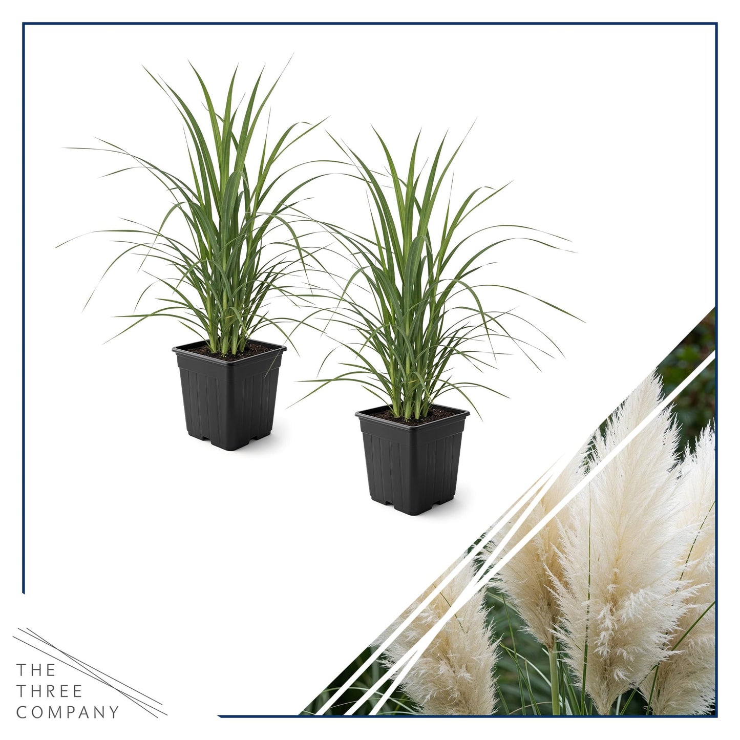 Live Ornamental Pampas Grass (Cortaderia selloana) - White (2 Pack) - Perennial Accent Plant - 10" Tall by 5" Wide in 1.5 Qt Pot