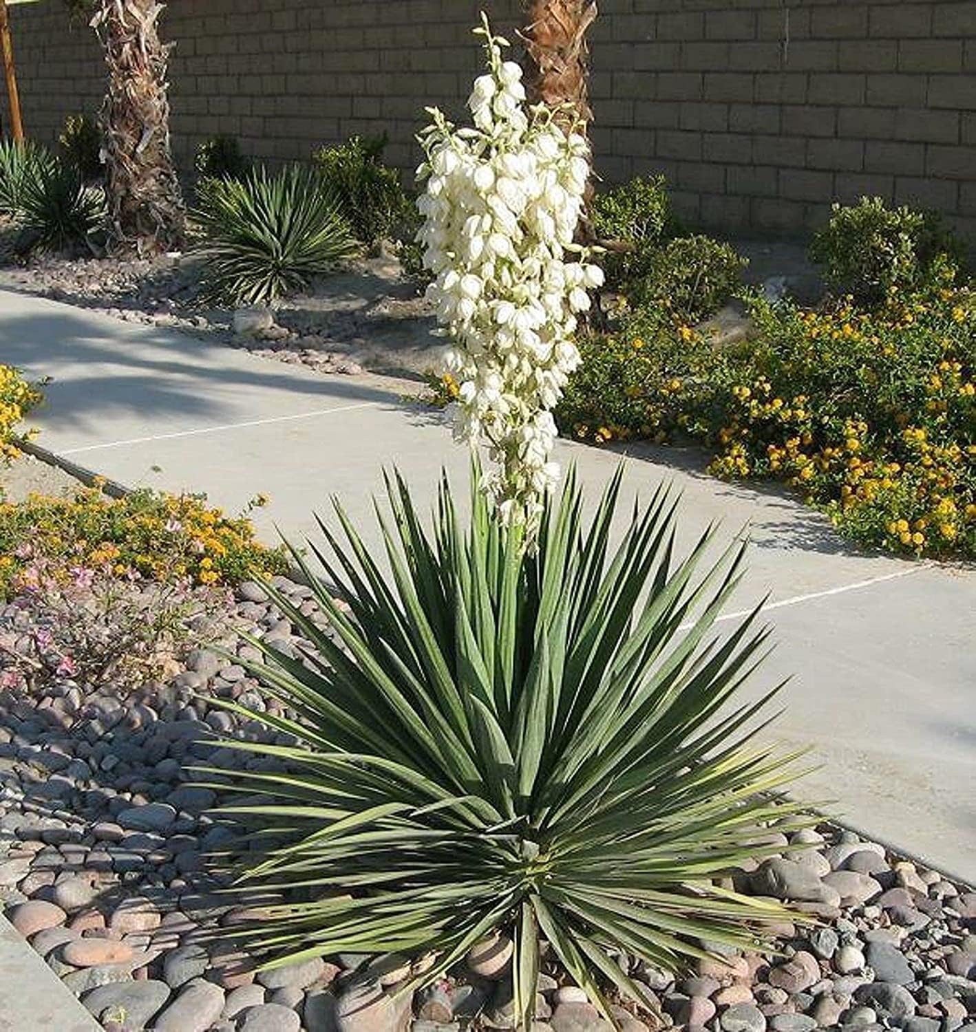 Generic Yucca Plant Adams Needle 20 Inches Tall Landscaping Plants Flowers Shrubs - 1 Plant, Green