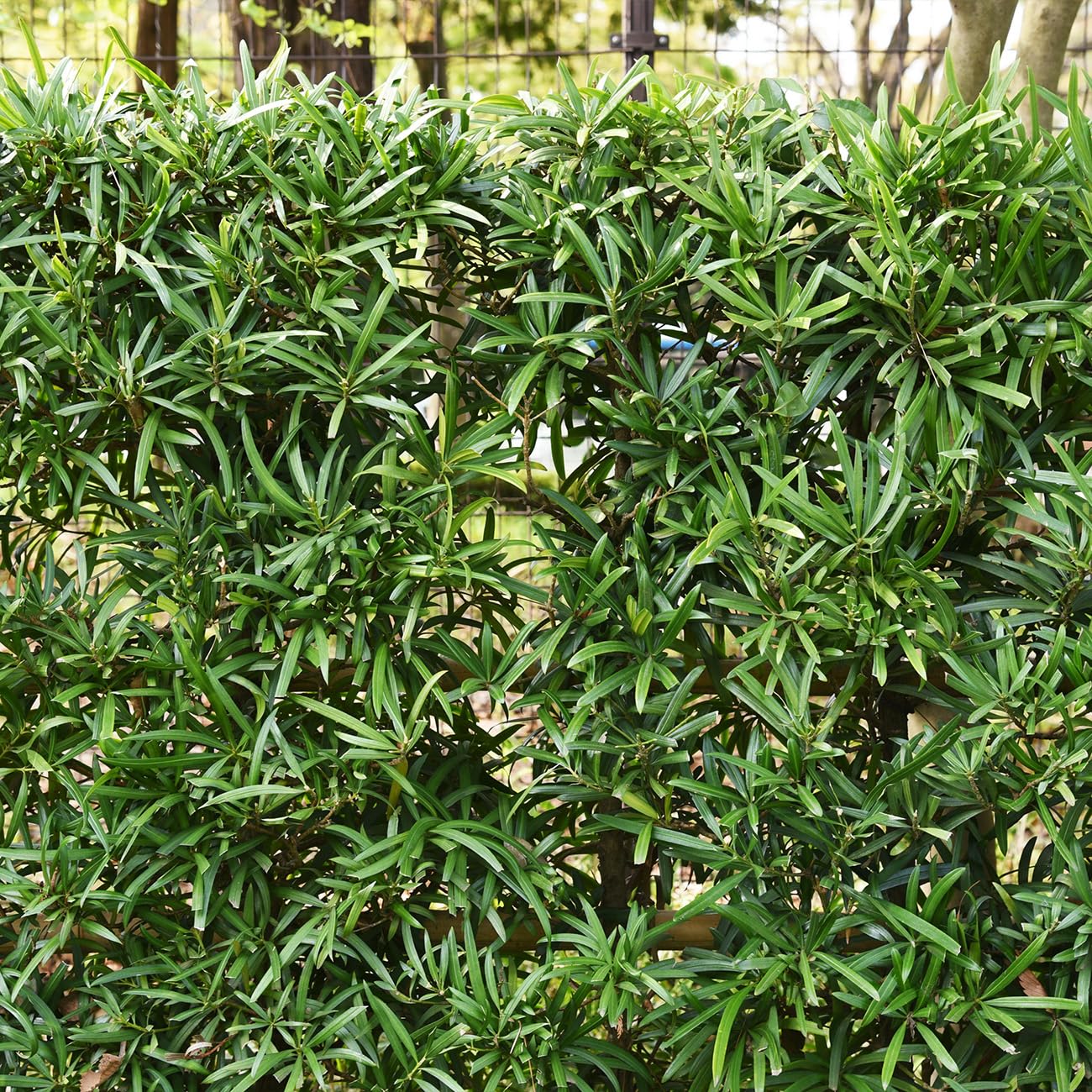 Perfect Plants Podocarpus Pringles 7 Gallon Growers Pot | Elegant Japanese Yew Perfect for Foundational Planting or Shrub Borders