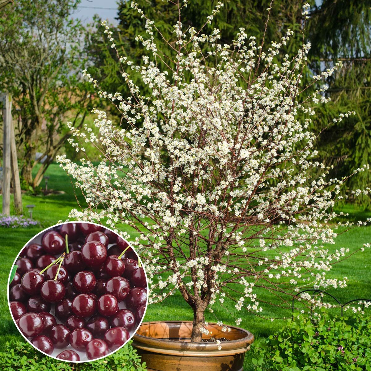 GURNEY'S - Romeo Dwarf Cherry Tree –Produce Large, Sweet and Juicy Fruit - Ships as a Jumbo Bareroot - Due to State restrictions Can't Ship to CA, CO, MT, OR or WA