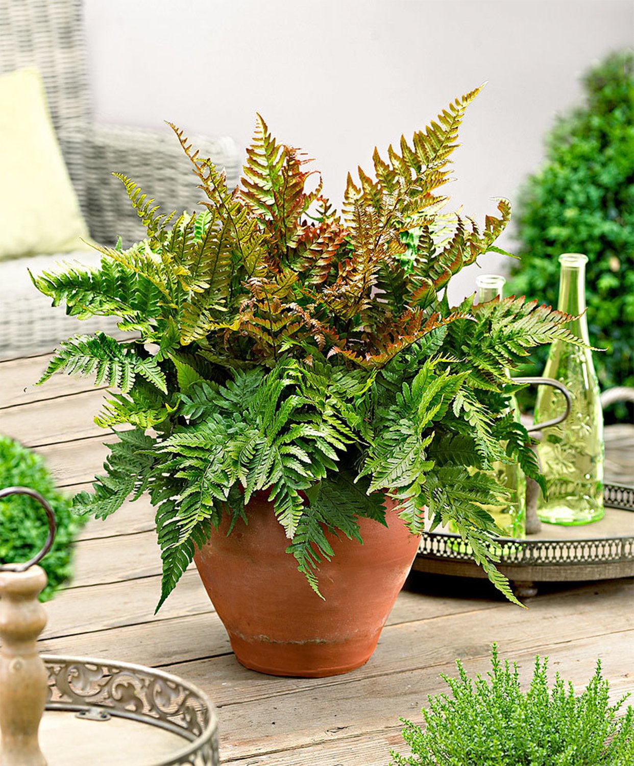 American Plant Exchange Live Autumn Fern – 6-Inch Pot – Hardy Shade-Loving Fern with Copper-Toned New Growth, Easy Care Plant for Outdoor Gardens, Patios, Containers & Woodland Landscapes
