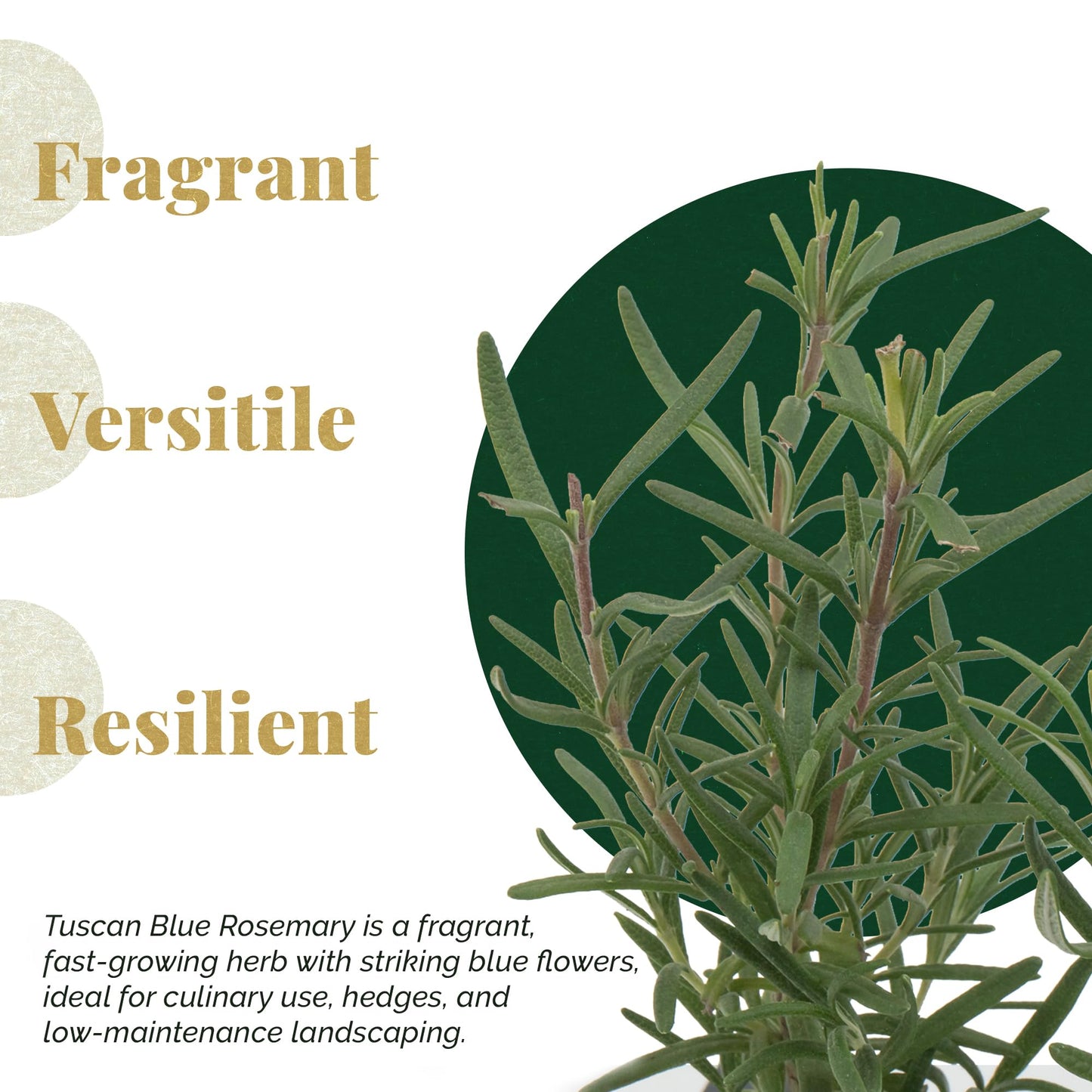 3 Tuscan Blue Rosemary, Live Plants – Rosmarinus Officinalis – Hardy & Fragrant Herb in 2.5” Nursery Pots – Grows Up to 5 Ft, Easy to Maintain, Great for Cooking, Landscaping & Aromatherapy