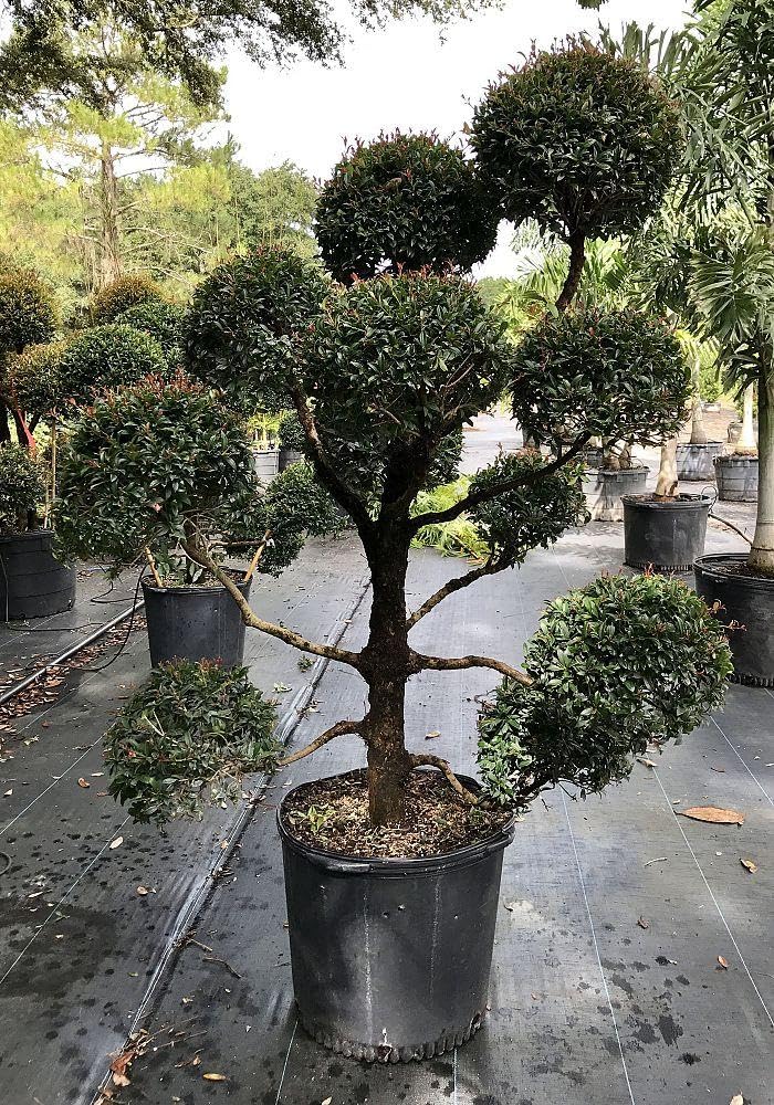 RedCrocus - RedCrocus Dwarf Brush Cherry Eugenia myrtifolia 'Globulus' Pom Pom - Compact Evergreen Shrub for Hedges & Containers 14" Pot