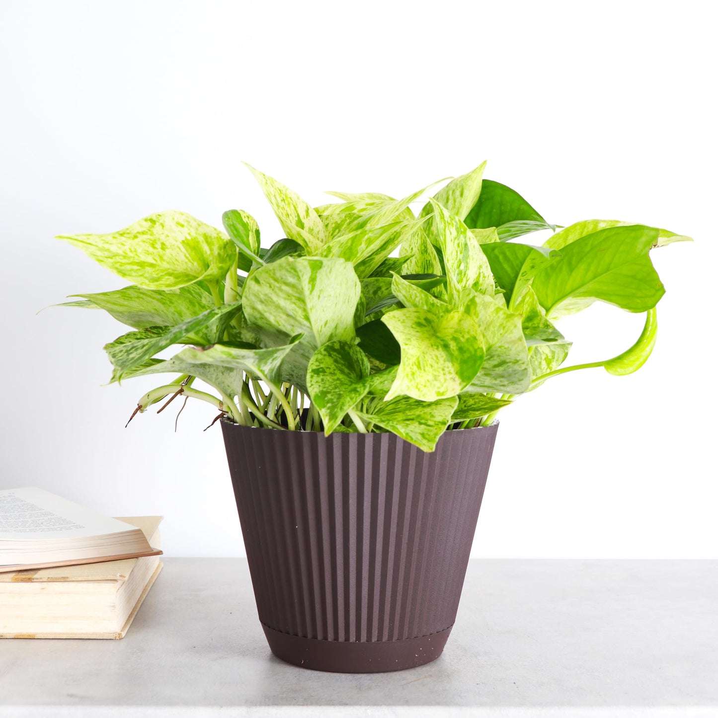 Thorsen's Greenhouse Marble Queen Pothos, Live Indoor Plant, Easy to Grow, Rare Variegated Houseplant, Natural Air Purifier, 6-inch Diameter Pot (Chocolate)