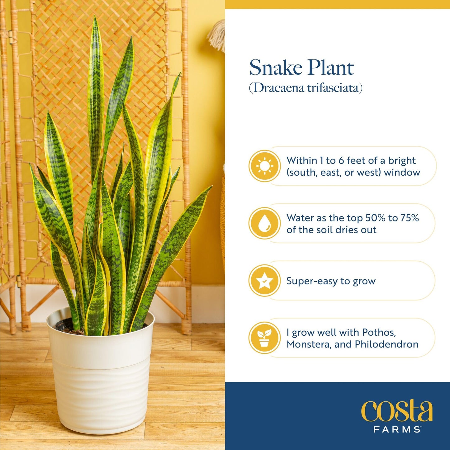 Costa Farms Snake Plant Live Houseplants (2-Pack), Sansevieria in Decor Pots, Live Indoor Plants for Low Light, Easy Care Succulents for Plant Shelf, Home Decor & Office Desk, 8-12 Inches Tall