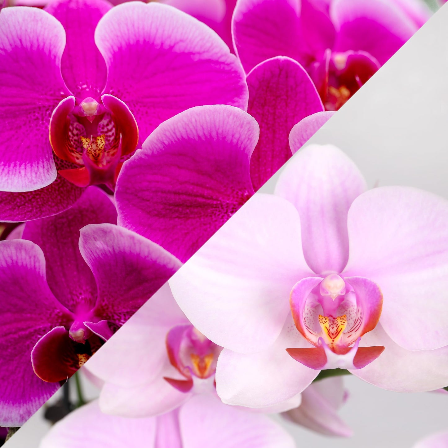 Green Circle Growers 10" Pink and Magenta Orchid Duo in White Pot with Mom Pick, Live Indoor Plants, House Plant