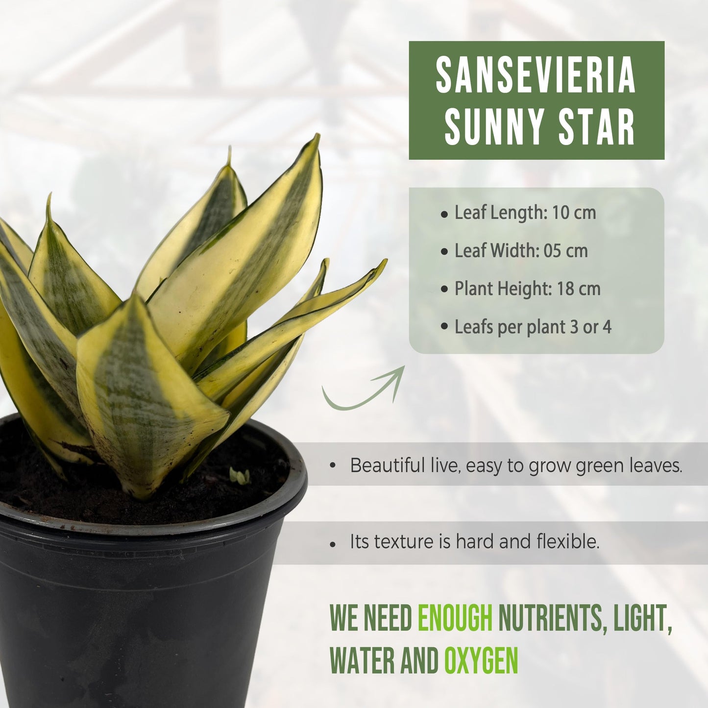 LEAL PLANTS ECUADOR Sansevieria Sunny Star (Pack of 2)| Sansevieria Laurentii – Sansevieria trifasciata Indoor Plant, Variegated Snake Plant, Unique Gift for Plant Lovers
