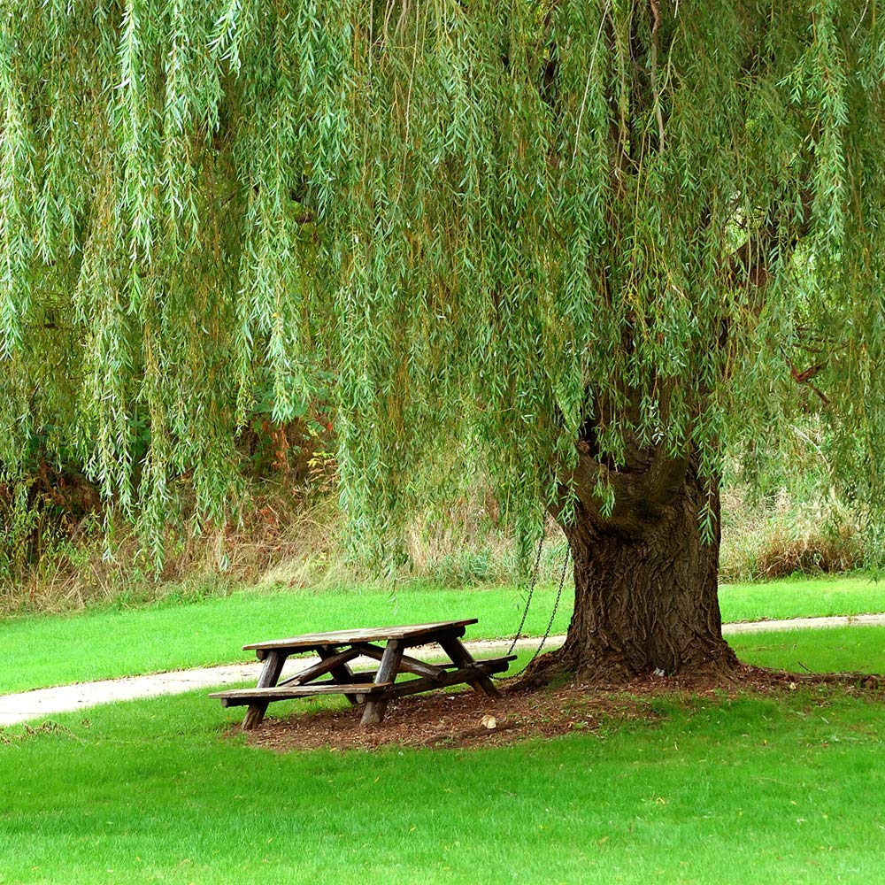 Weeping Willow 5-6'