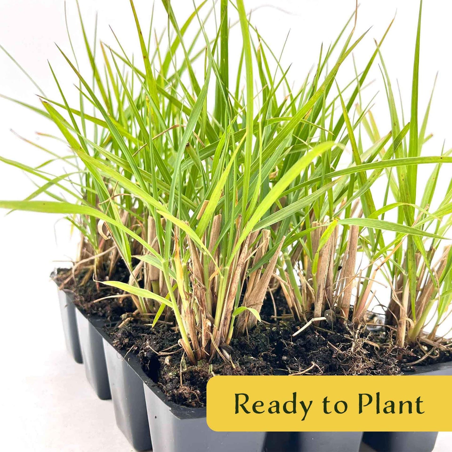 6 Fairy Tails Fountain Grass – Evergreen Ornamental Grass with Pink-White Plumes for Borders & Pots (Pennisetum ‘Fairy Tails’) in 2.5” Cubes, Live Plants