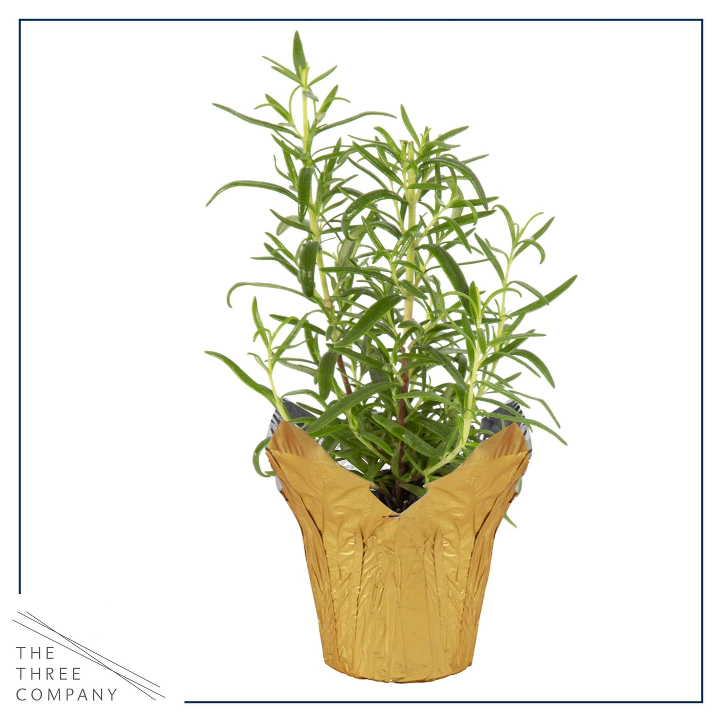 Live Aromatic and Healthy Herb - Rosemary, Improves Breathing, Wrapped in Deco Cover, 14" Tall by 6" Wide in 1.25 Quart Pot