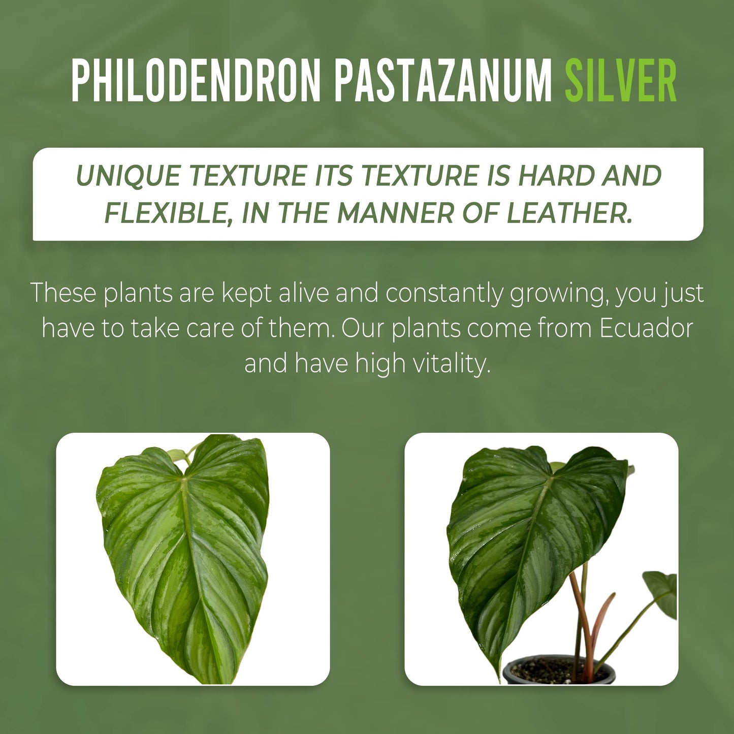 LEAL PLANTS ECUADOR Philodendron Pastazanum Silver (Pack of 2)| Live Indoor Tropical Greenery | Elephant Ear Plant | Air-Purifying Houseplants | Perfect for Home, Office |Unique Gift for Plant Lover