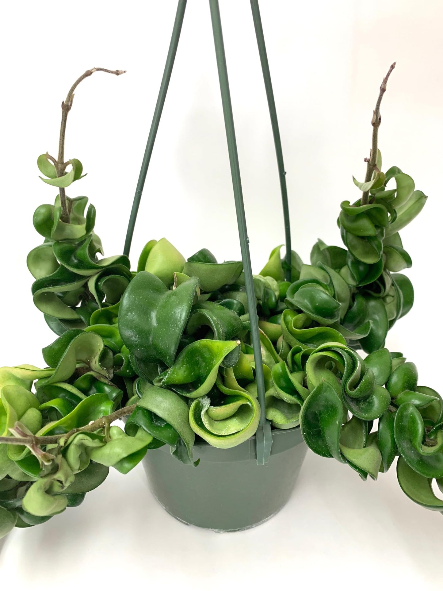 Hoya Compacta aka Hoya Hindu Rope Available in Large 6" Hanging Pot - Live Hoya Plant Air-Purifying Vine (XXL 6" Hanging Pot, Vines 1-3ft Long)