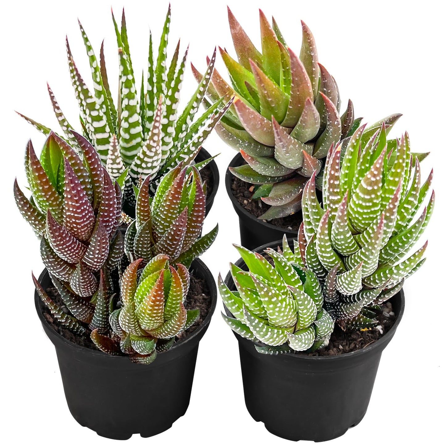 Succulent Plants (4 Pack), Live Succulents Fully Rooted in 2" Grower Pots, Unique Potted House Plant for DIY, Home Decor, Wedding Party Favor (Haworthia Varieties)