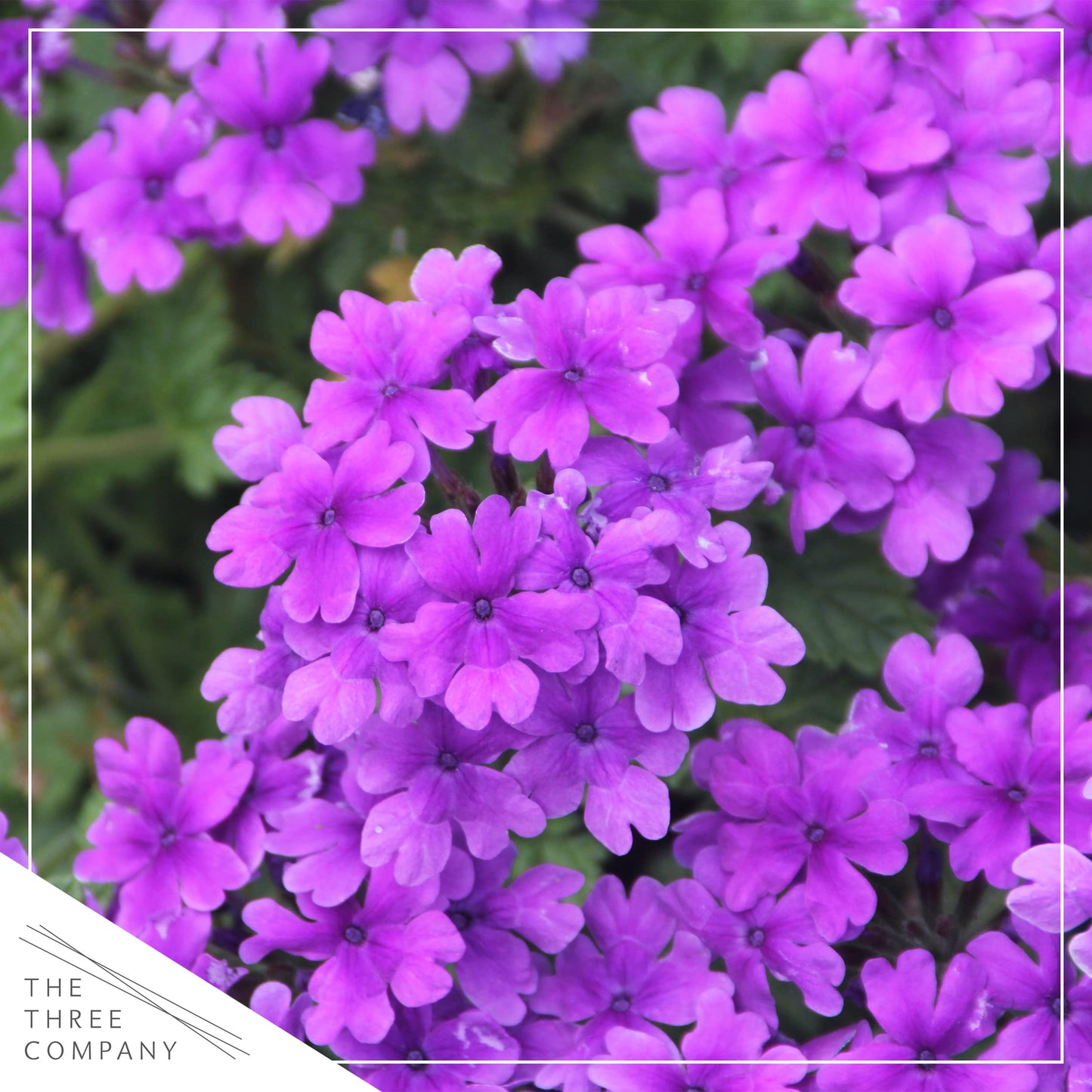 Live Verbena - Purple - Creeping/Trailing Perennial - Healthy Spring Plant - 10" Tall by 6" Wide in 2.5 Qt Pot