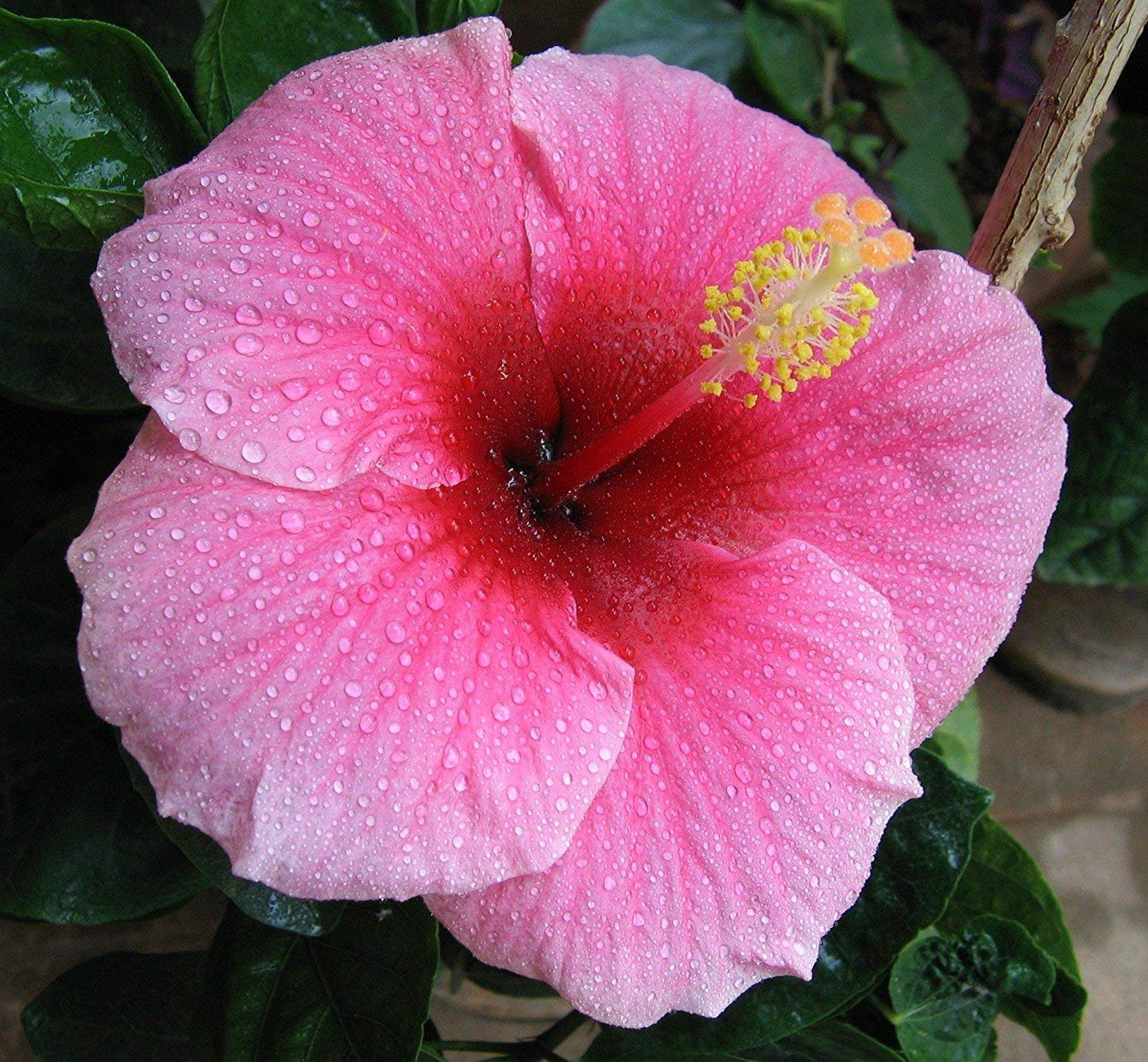 Hawaiian Pink Hibiscus Plant Cutting Live - Tropical Flowering Shrub 1-3 Inch, Easy Care Hardy Perennial 8-12 Feet, Big Island Grown Extended Bloom